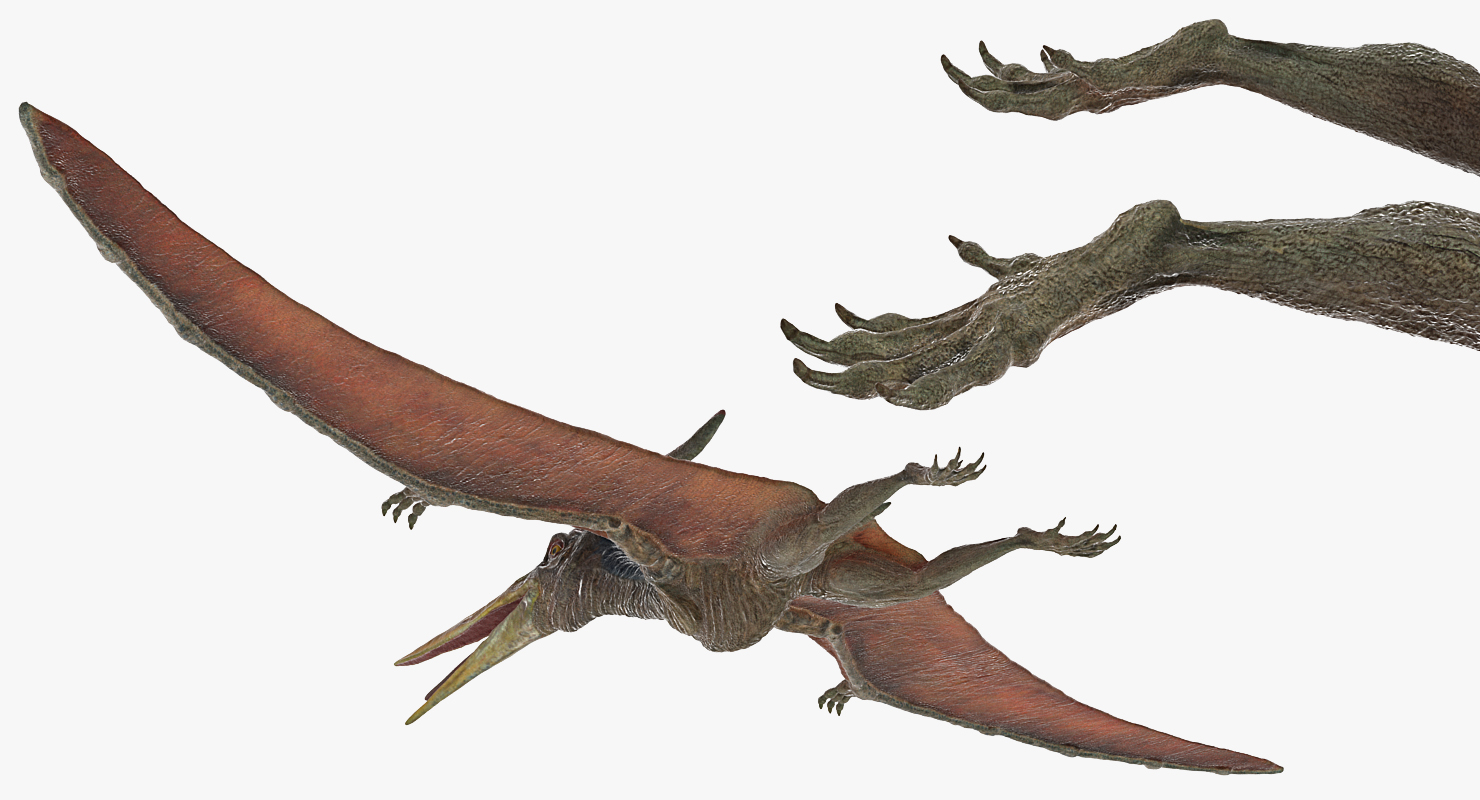 3D model Pteranodon