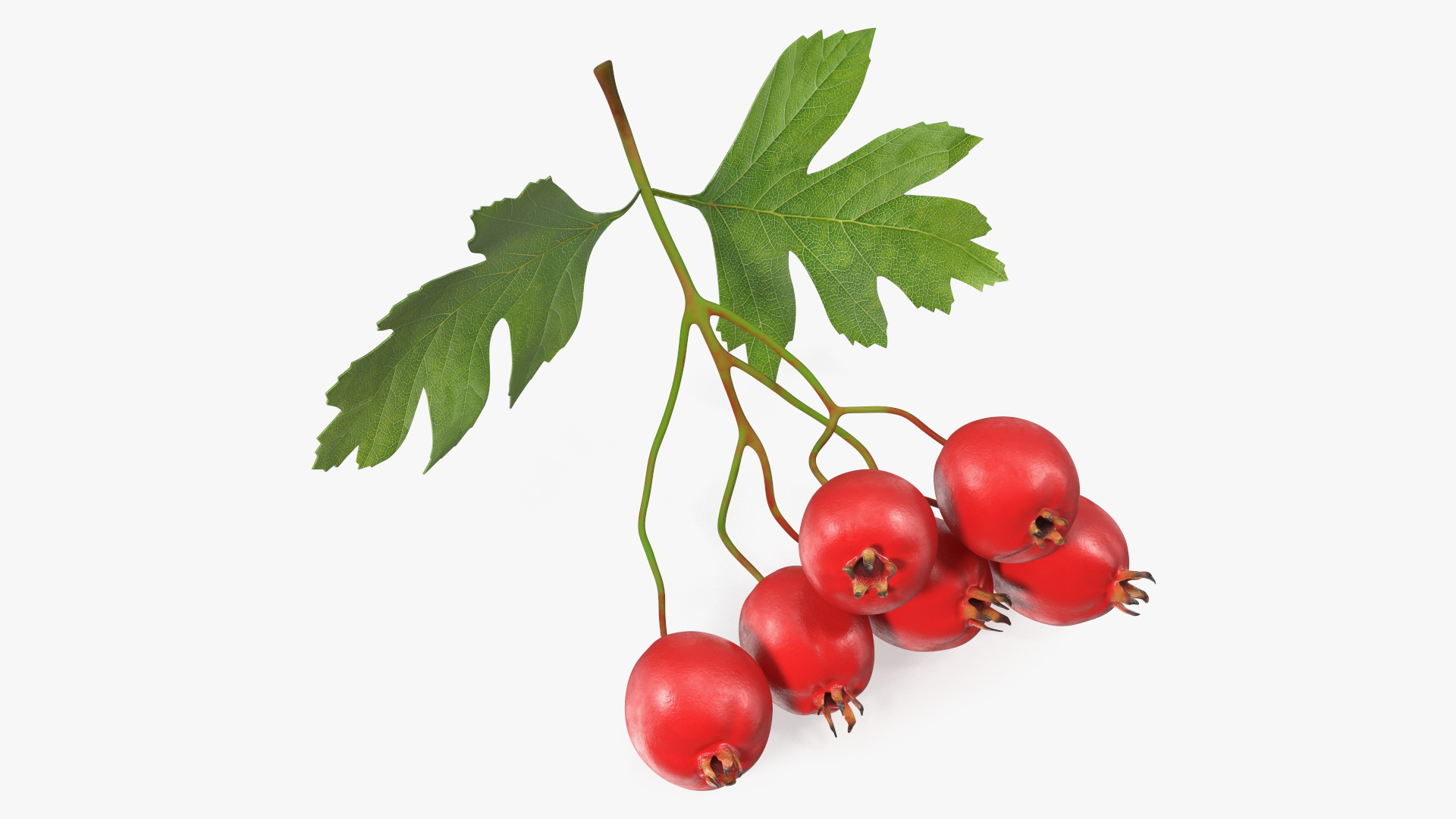 3D Hawthorn Berry Branch