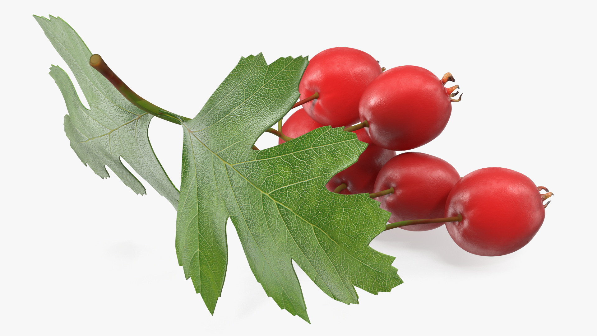 3D Hawthorn Berry Branch