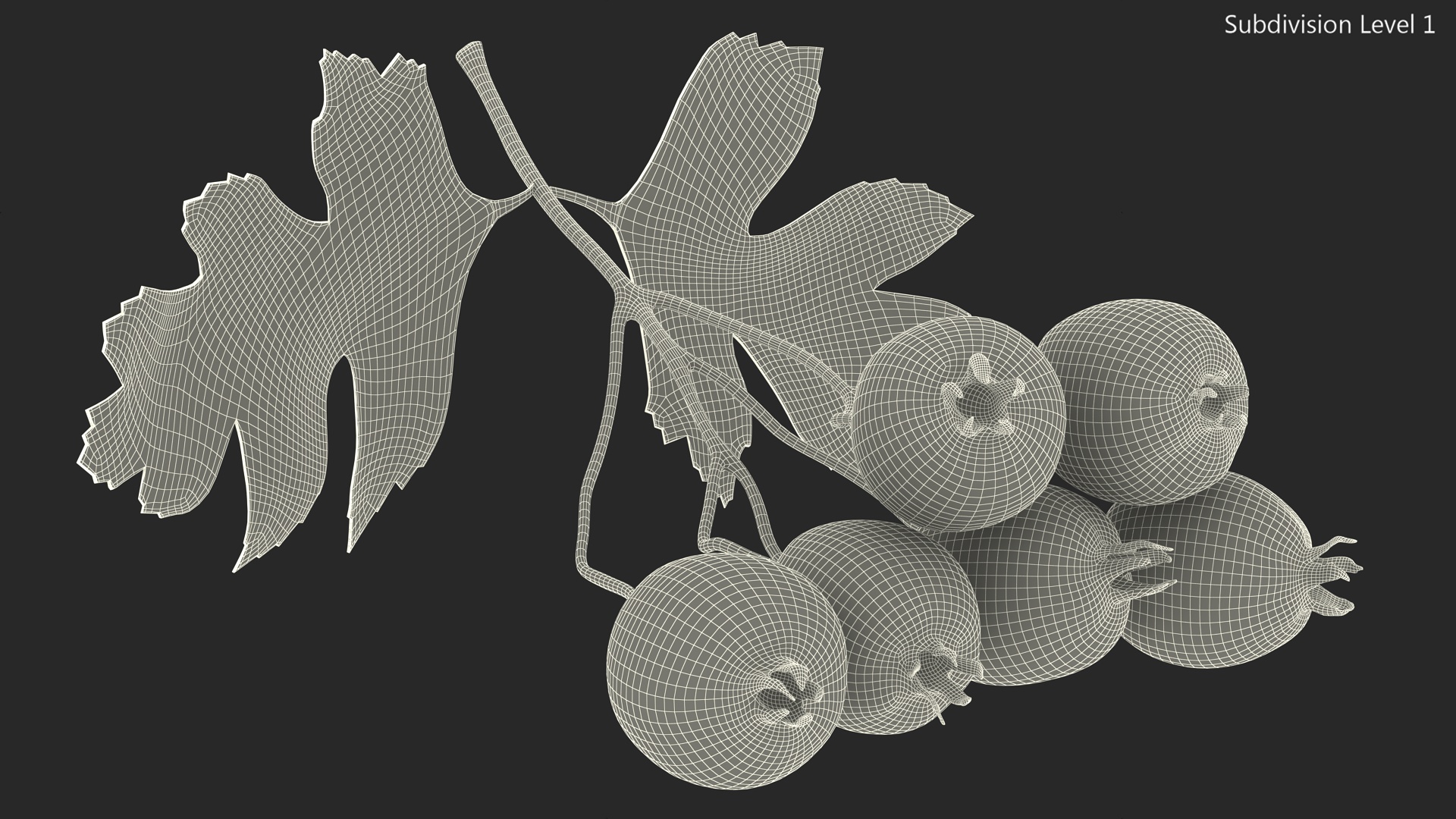 3D Hawthorn Berry Branch