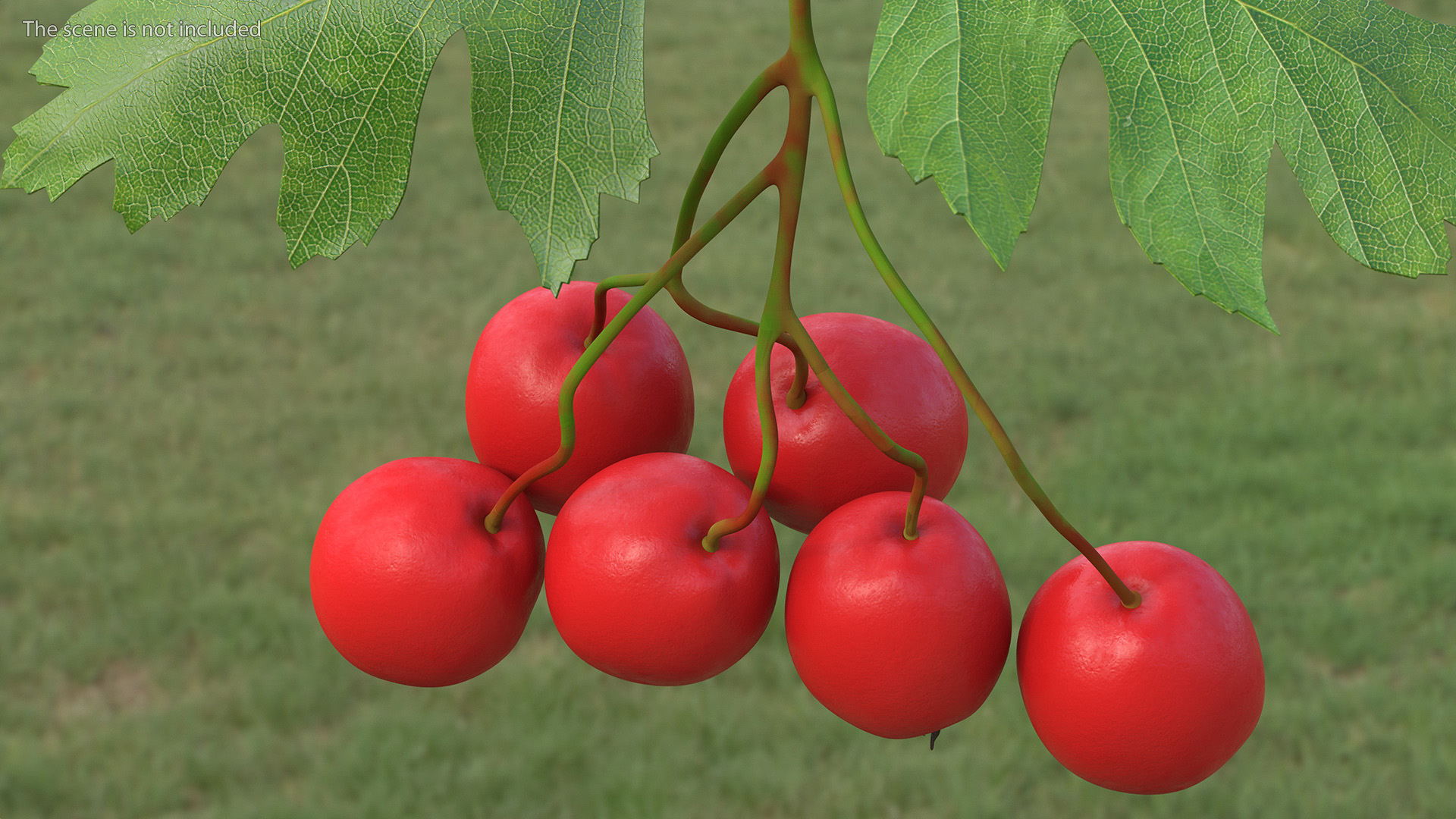 3D Hawthorn Berry Branch