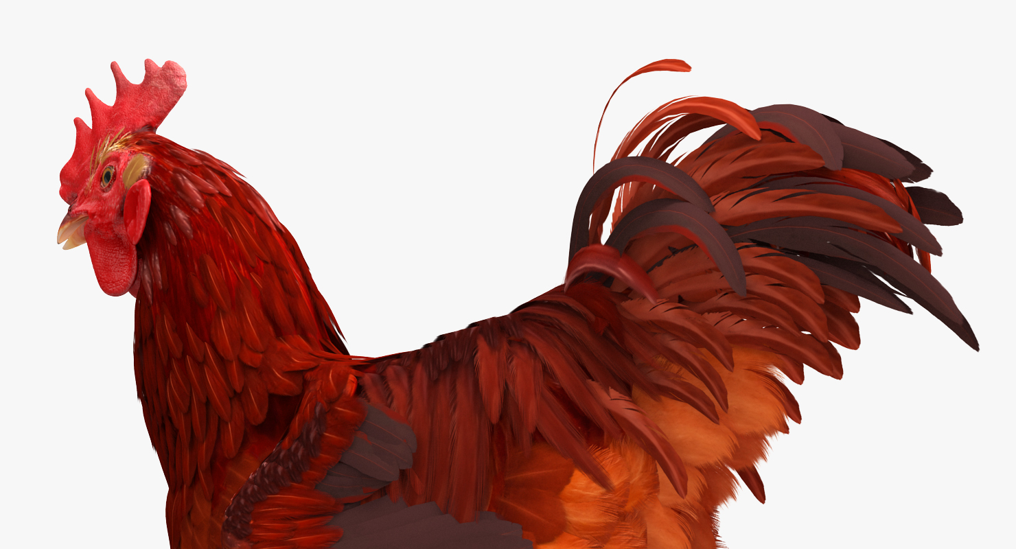 Brown Hen Walking 3D