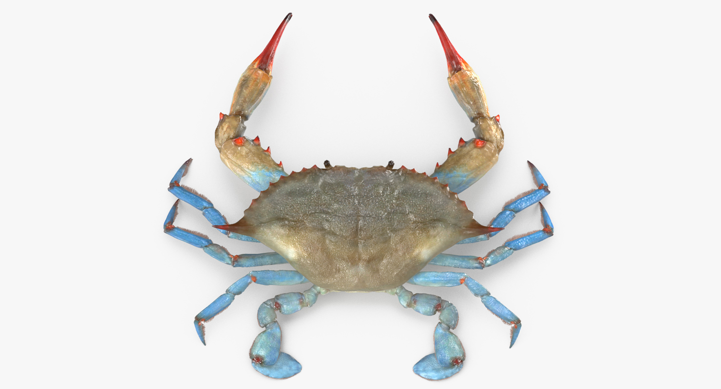 3D Atlantic Blue Crab model