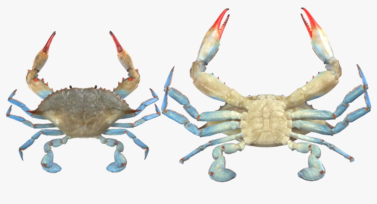 3D Atlantic Blue Crab model