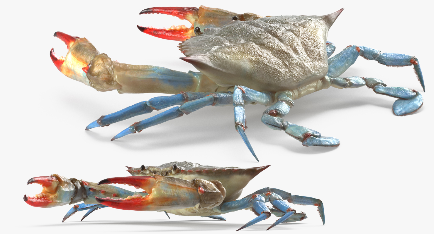 3D Atlantic Blue Crab model