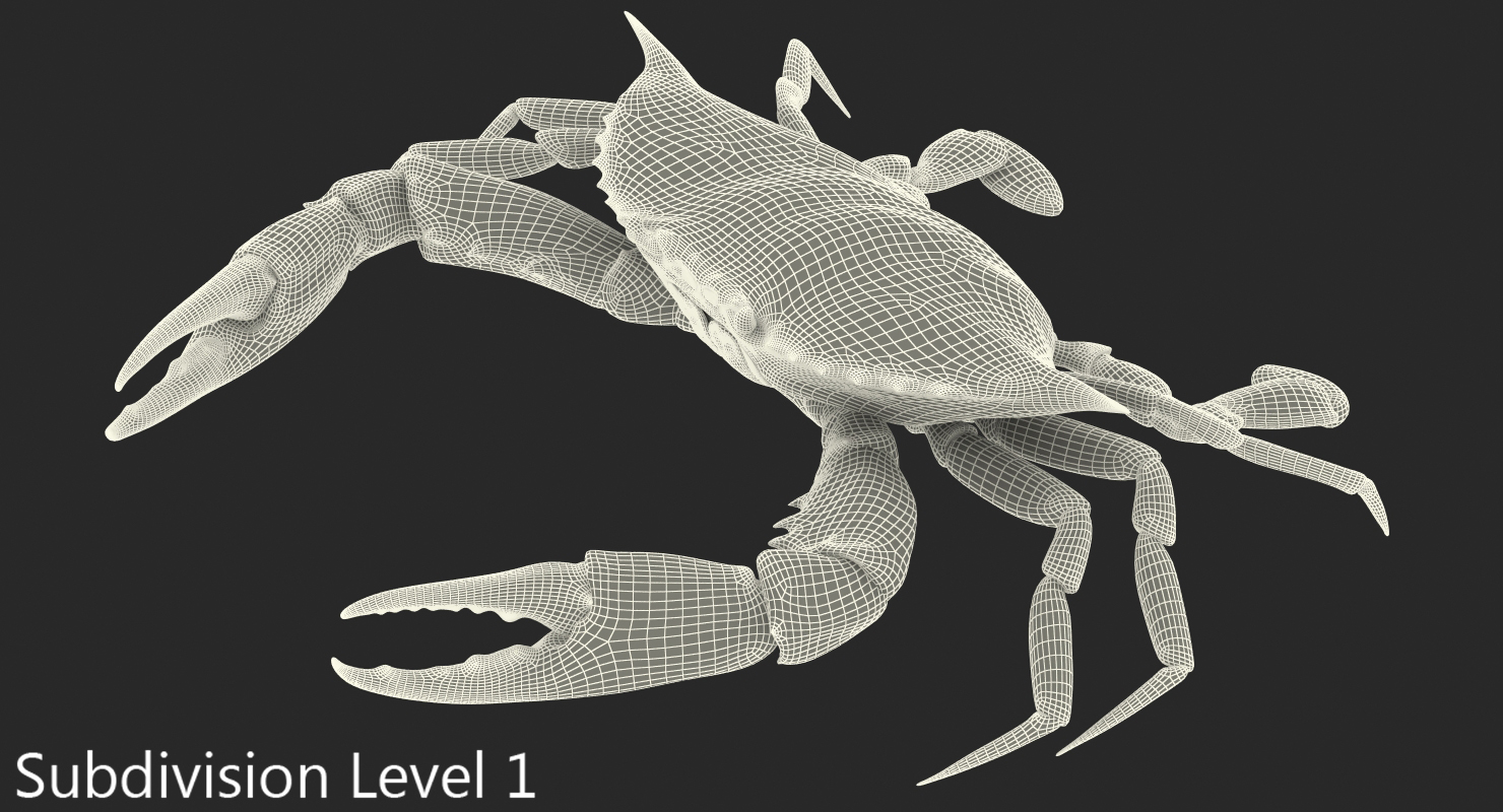 3D Atlantic Blue Crab model