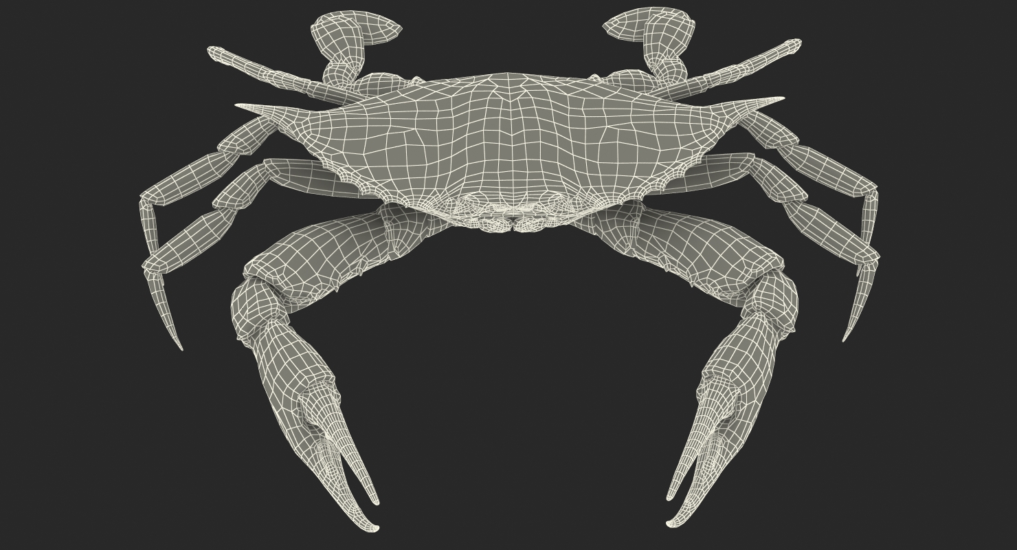 3D Atlantic Blue Crab model