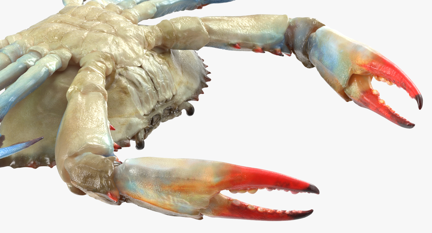 3D Atlantic Blue Crab model