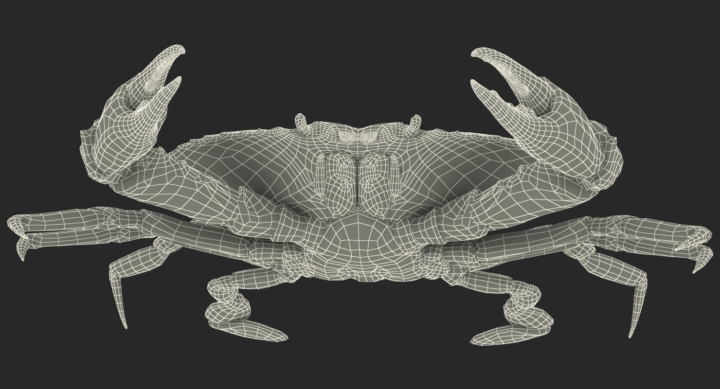 3D Atlantic Blue Crab model