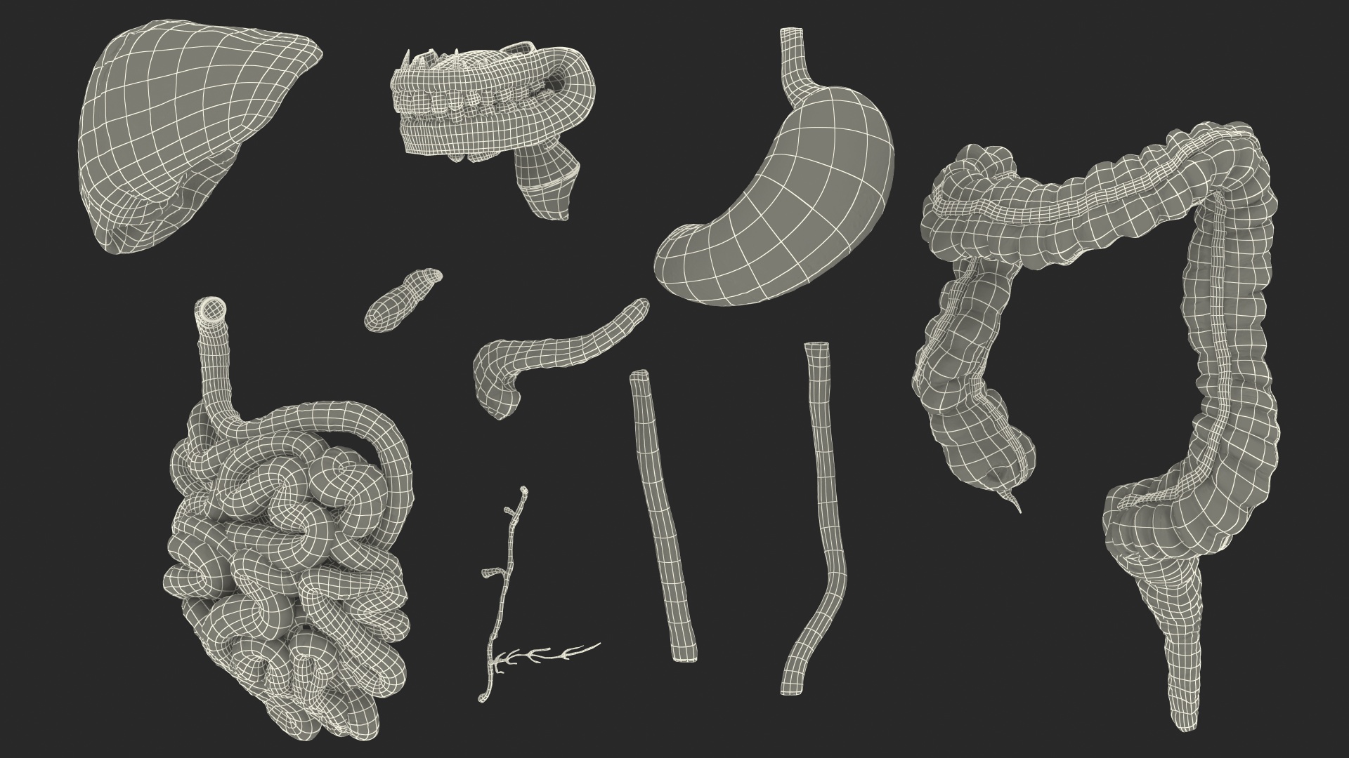 3D Female Digestive System Anatomy