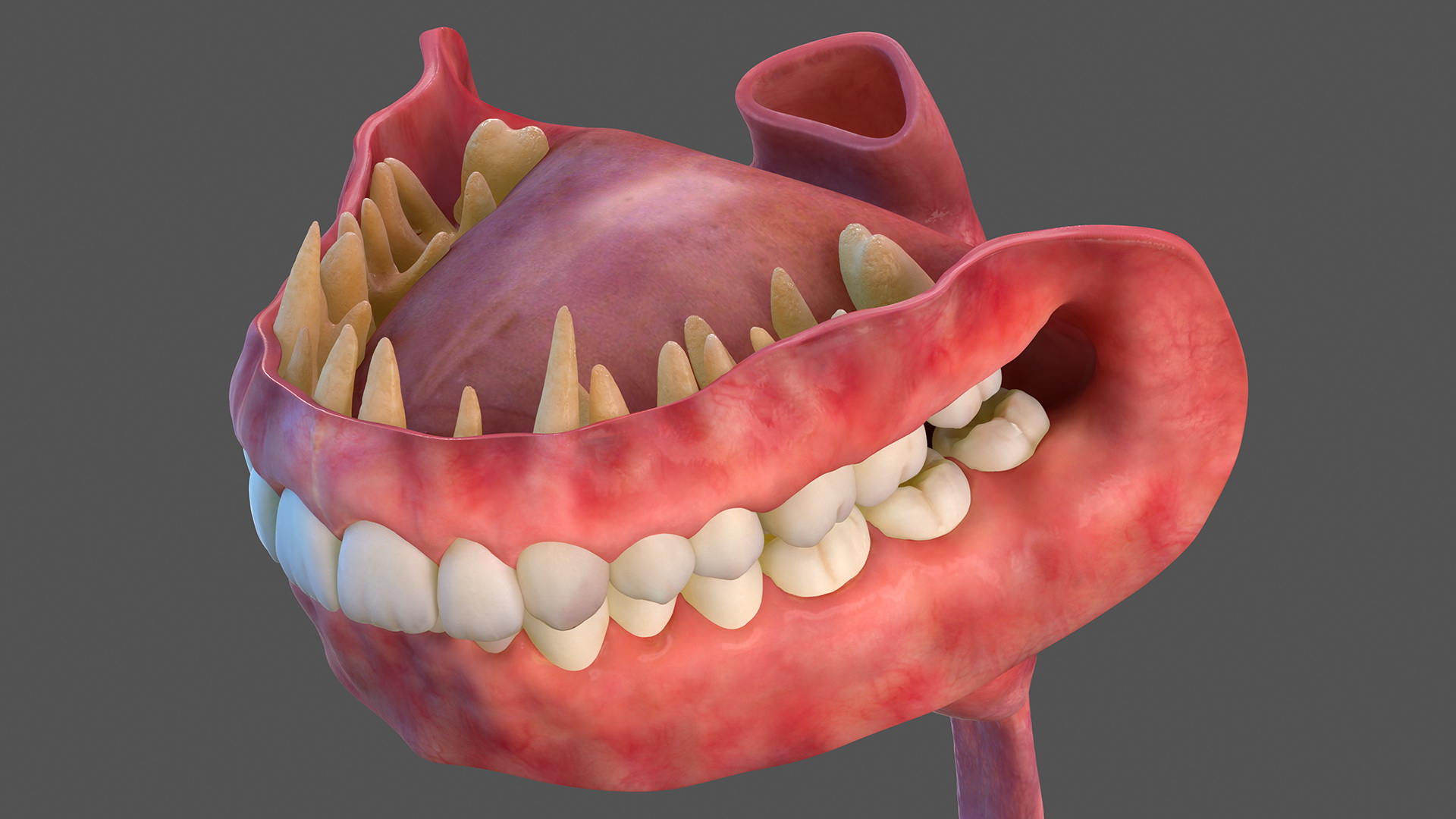 3D Female Digestive System Anatomy