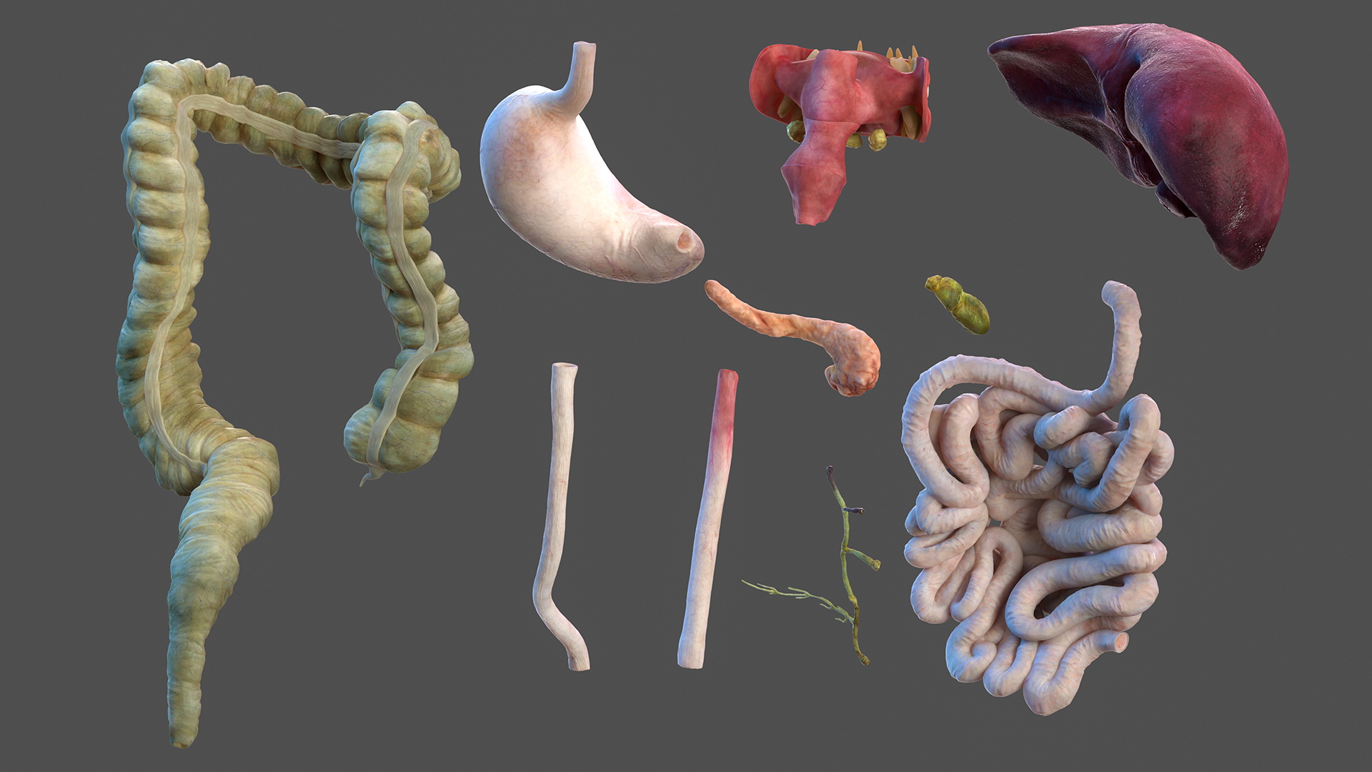 3D Female Digestive System Anatomy