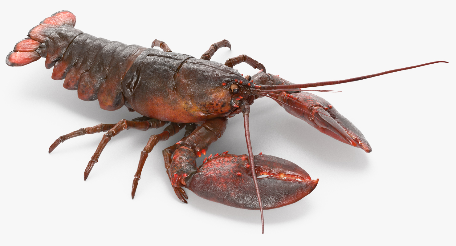 Lobster Pose 4 3D model