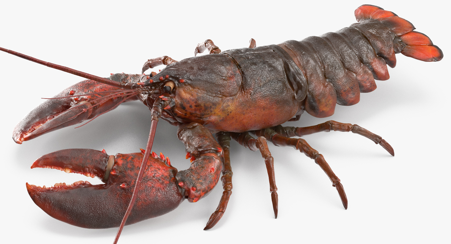 Lobster Pose 4 3D model