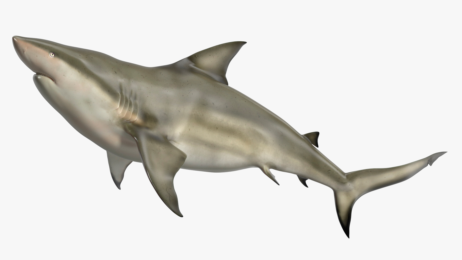 Pigeye Shark or Java Shark Rigged for Maya 3D