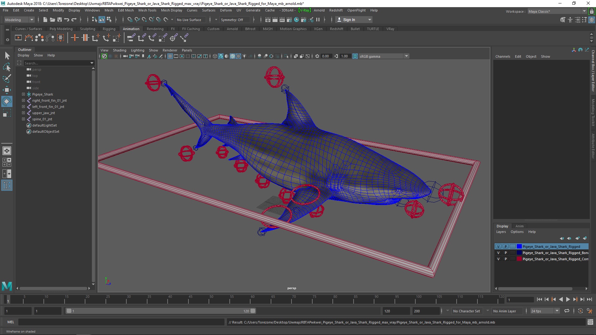 Pigeye Shark or Java Shark Rigged for Maya 3D