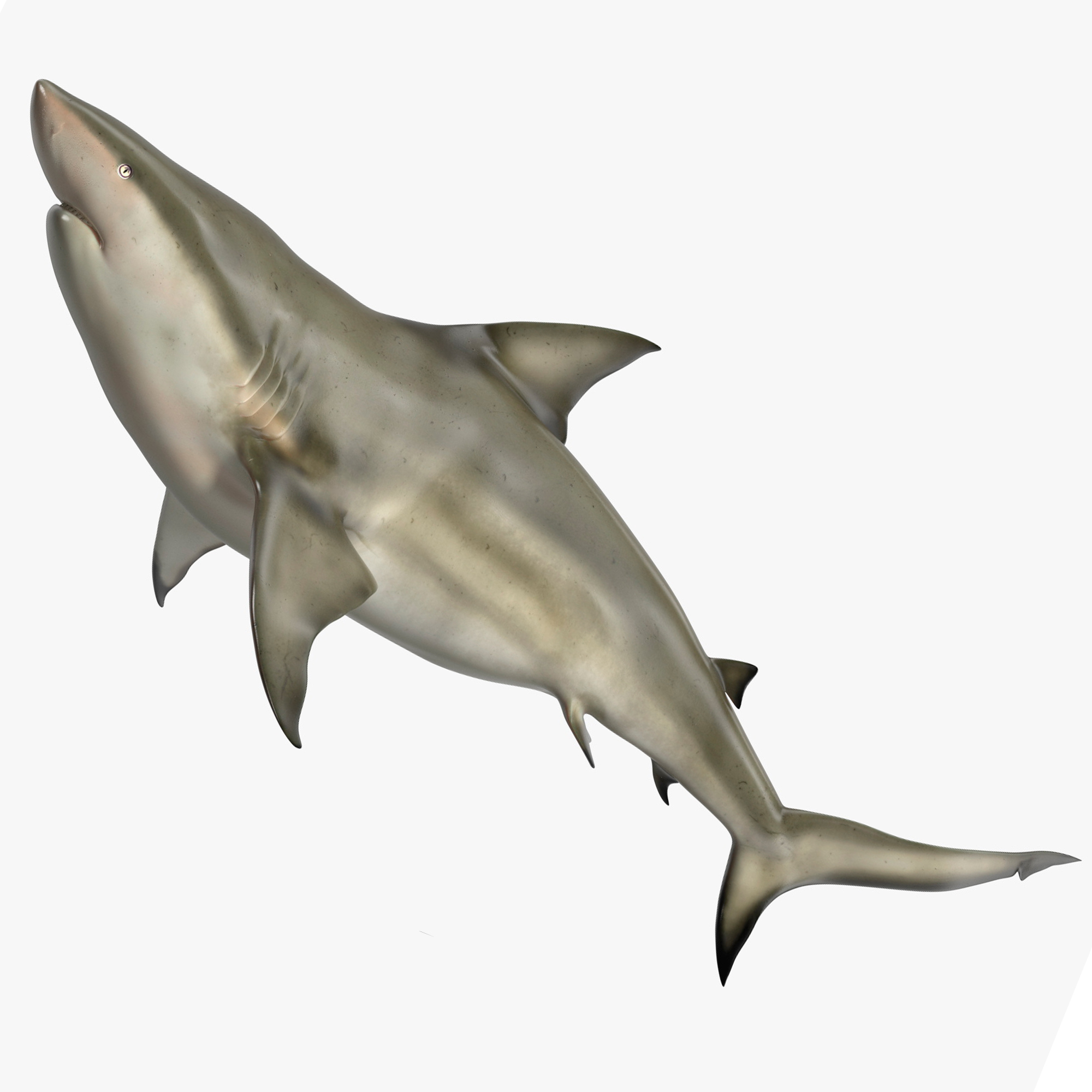 Pigeye Shark or Java Shark Rigged for Maya 3D