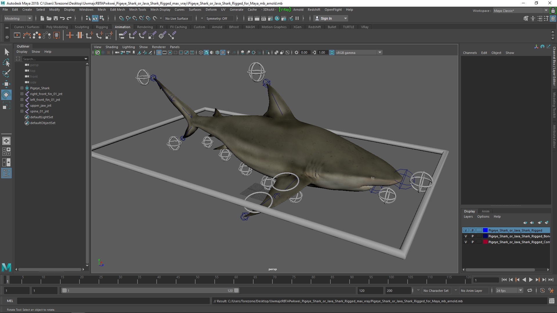 Pigeye Shark or Java Shark Rigged for Maya 3D