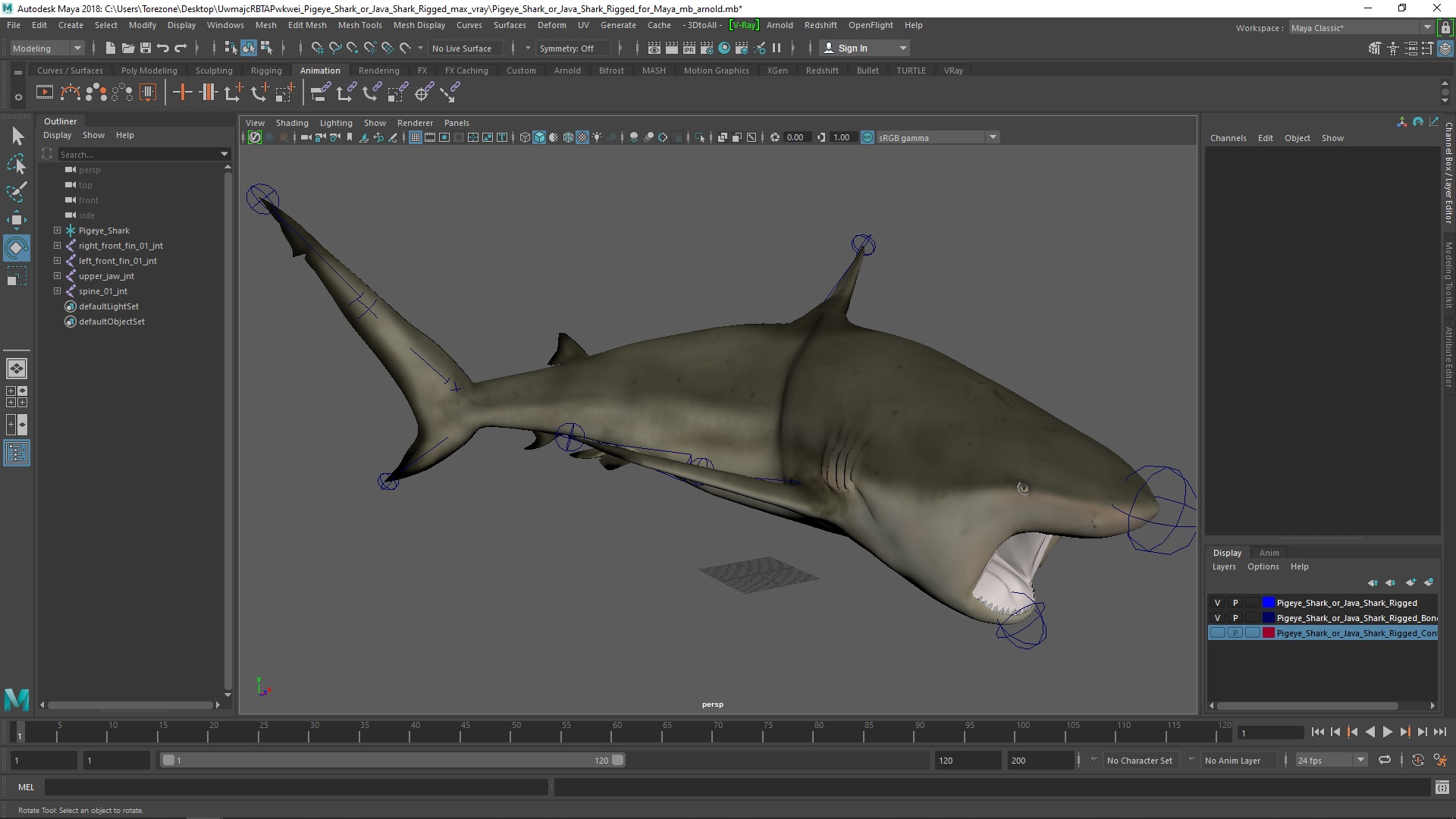 Pigeye Shark or Java Shark Rigged for Maya 3D