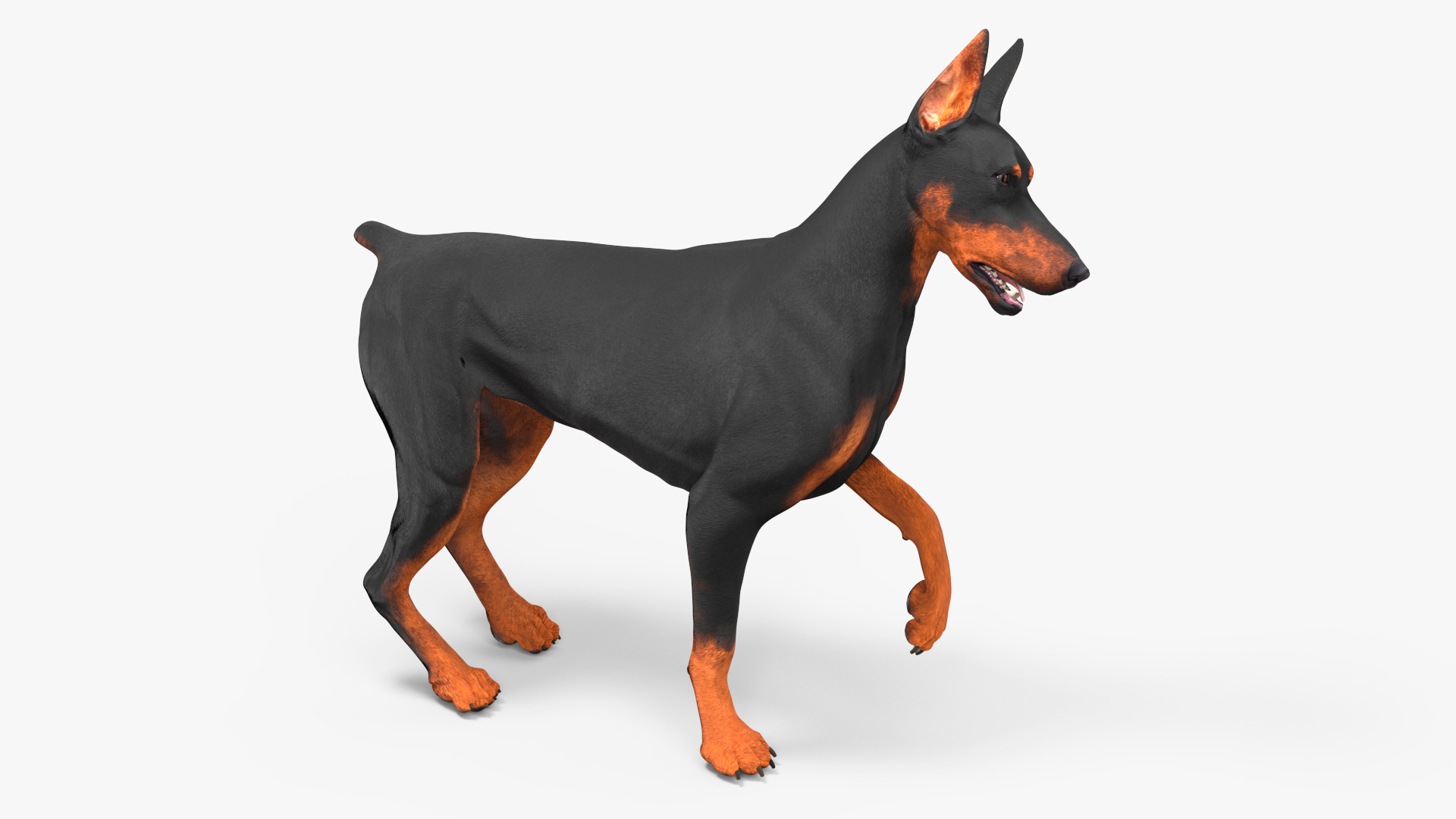 Doberman Pinscher Dog Rigged for Maya 3D