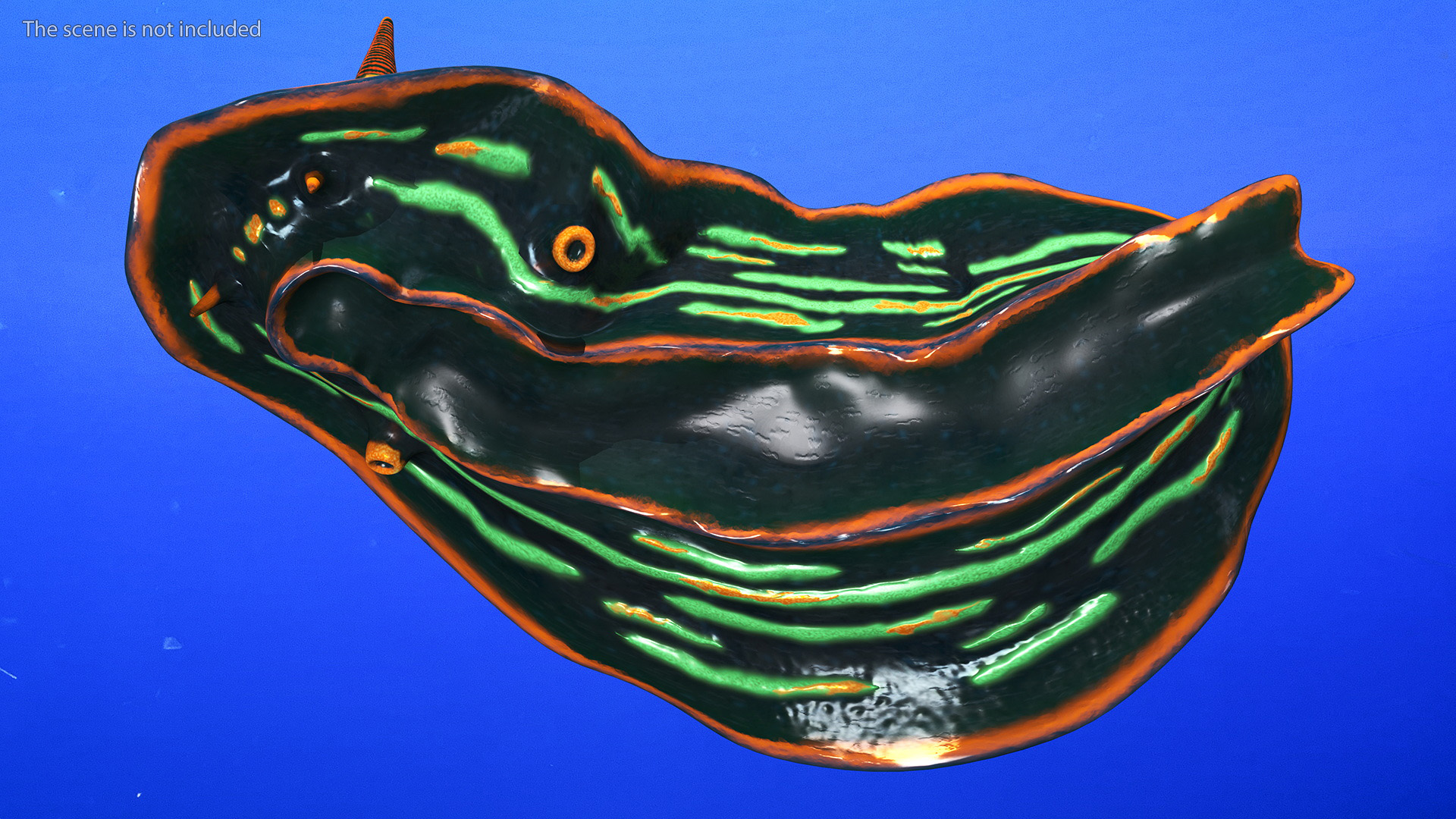 3D Kubaryana Sea Slug model