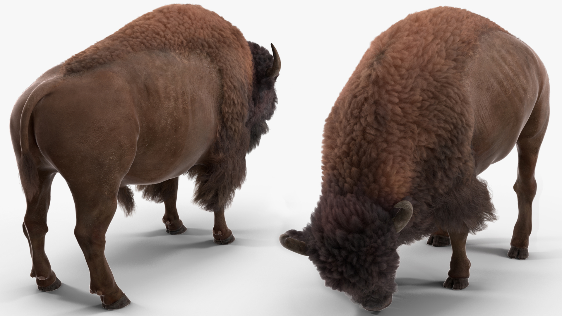 3D model American Bison with Fur Rigged