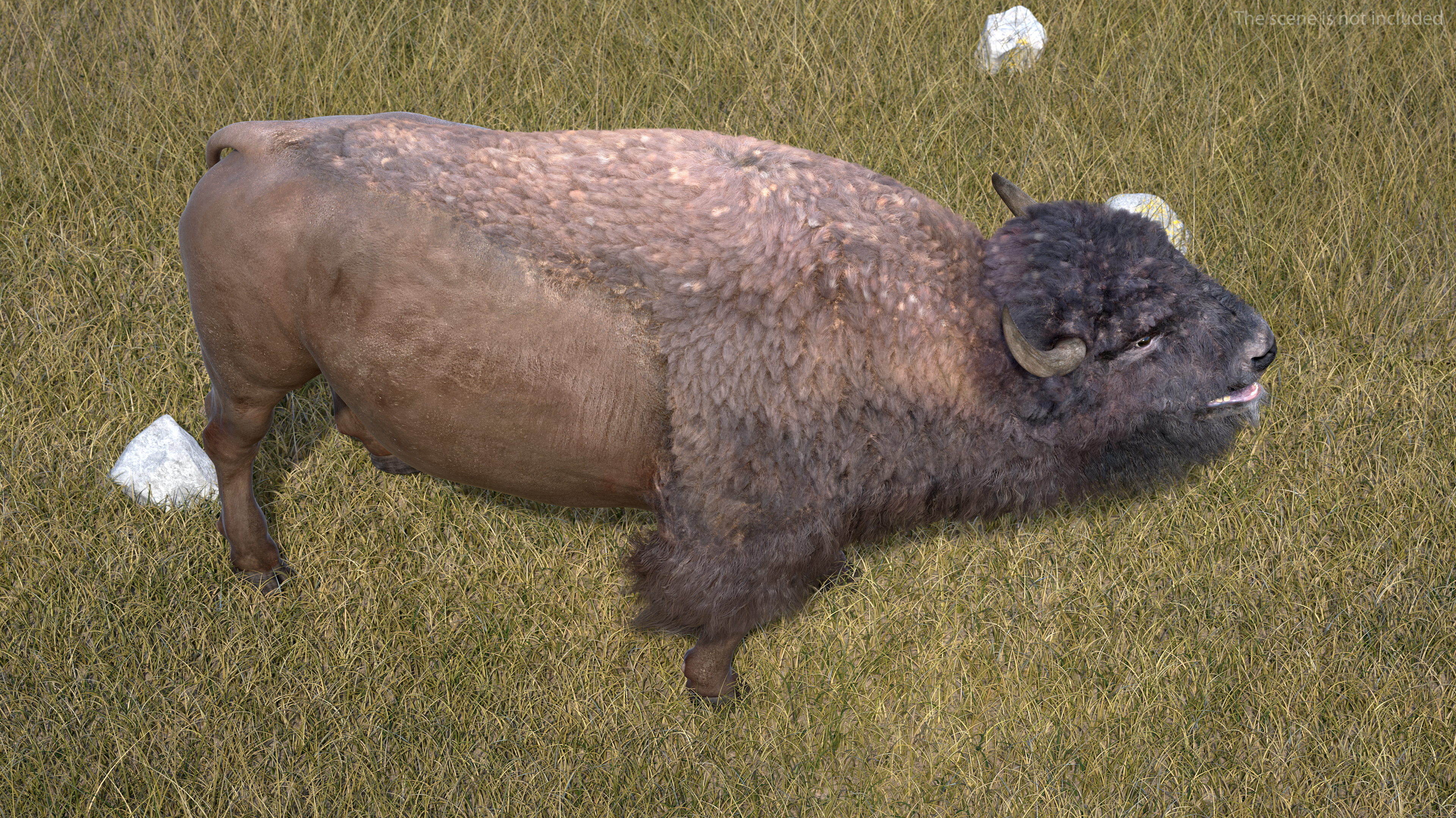 3D model American Bison with Fur Rigged