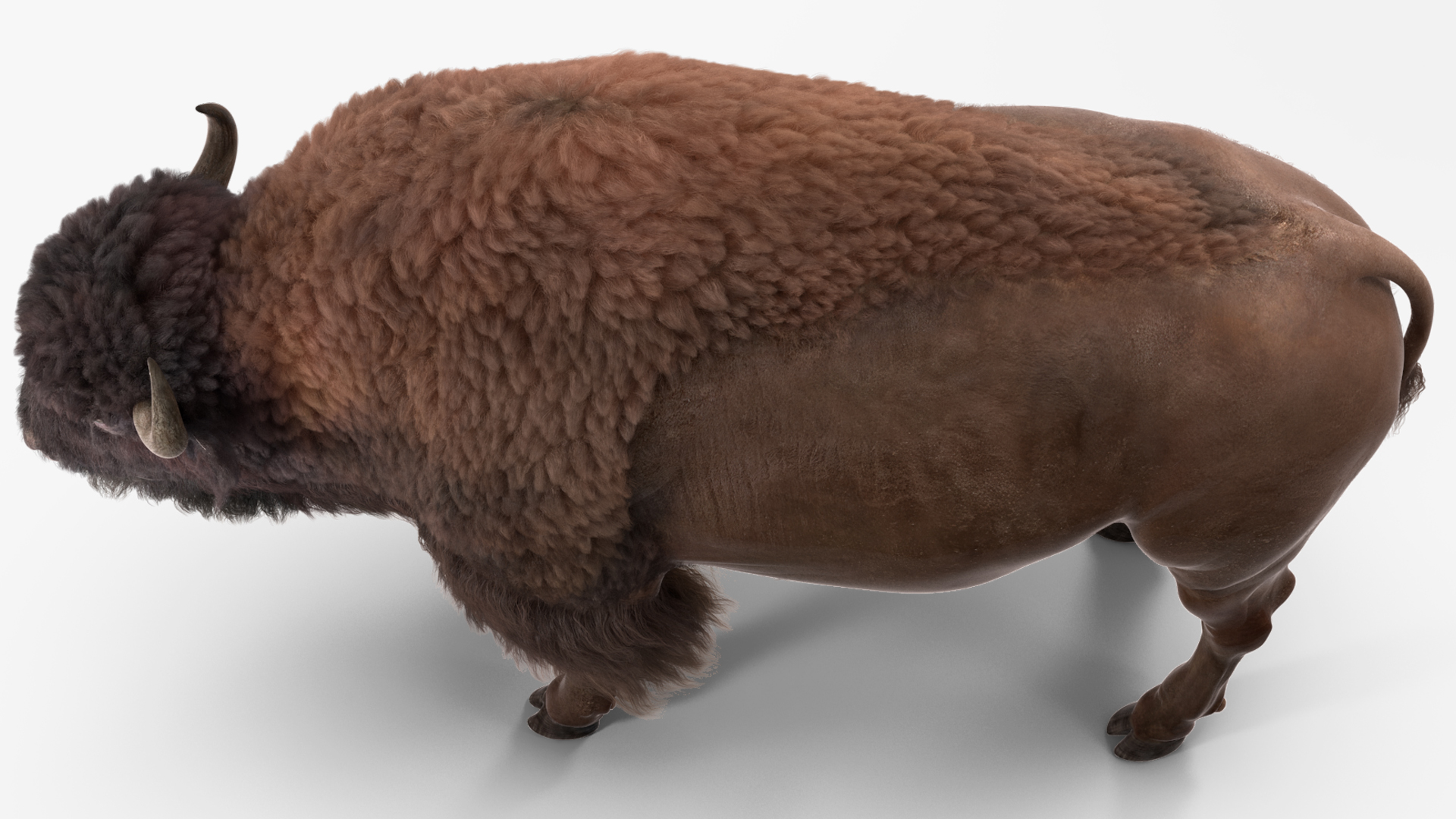 3D model American Bison with Fur Rigged