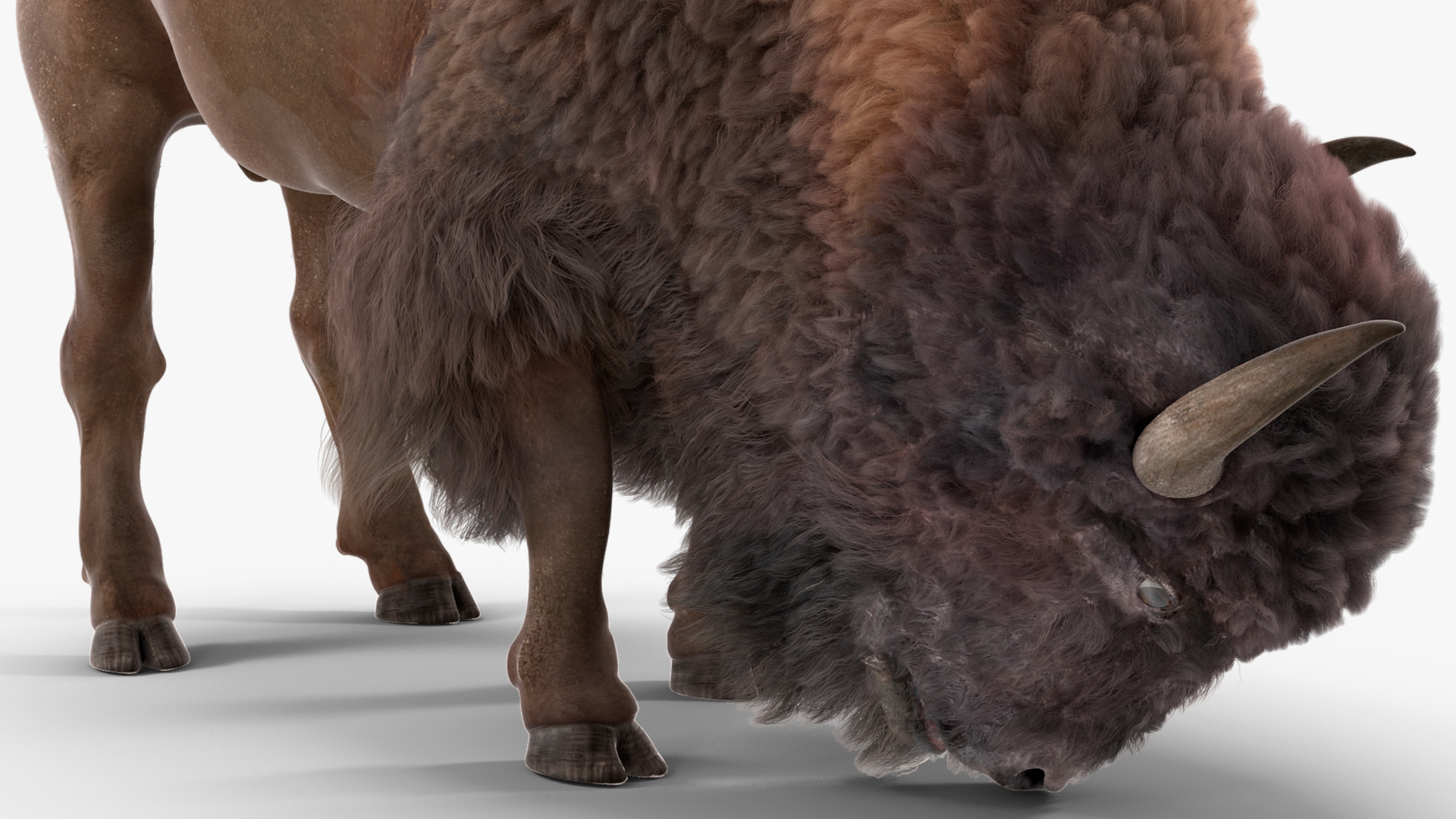 3D model American Bison with Fur Rigged