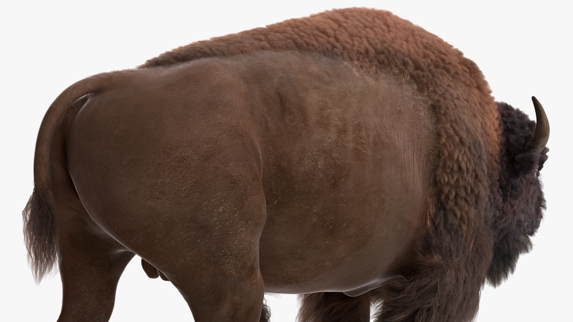 3D model American Bison with Fur Rigged