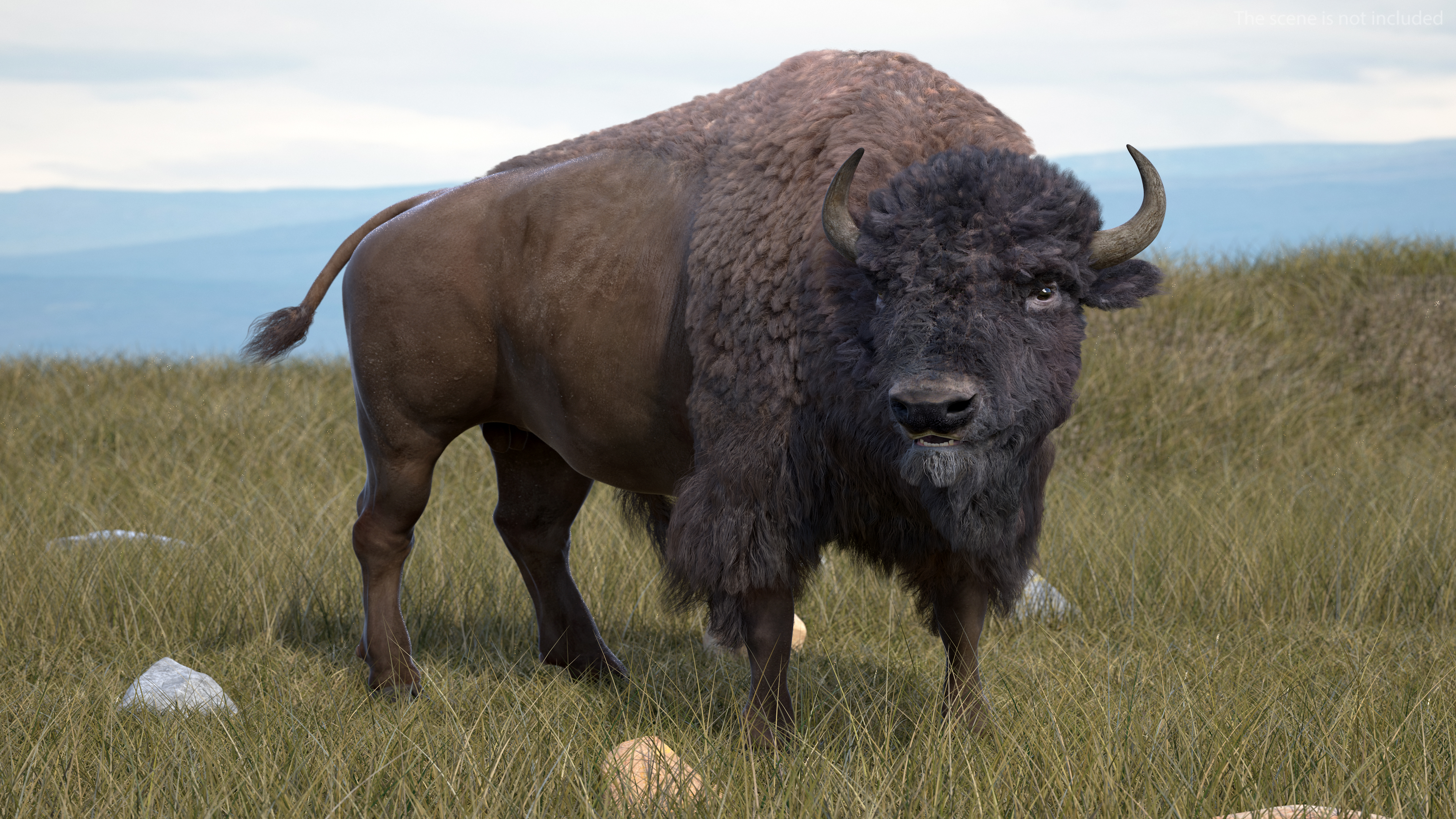 3D model American Bison with Fur Rigged