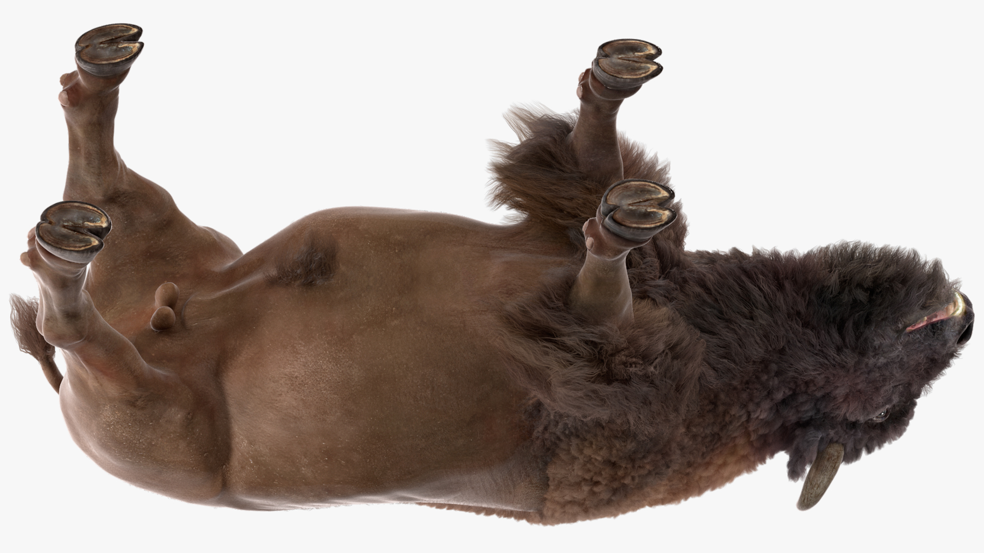 3D model American Bison with Fur Rigged