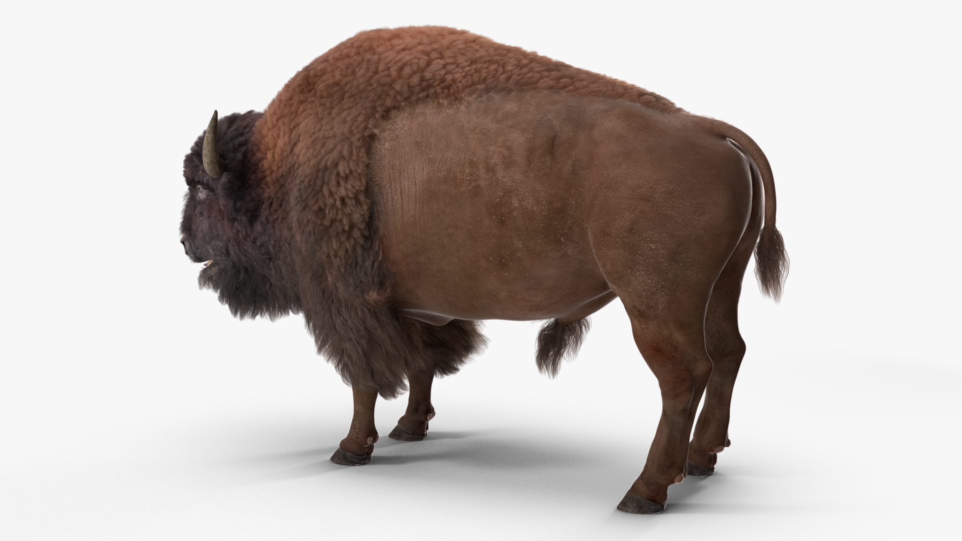 3D model American Bison with Fur Rigged