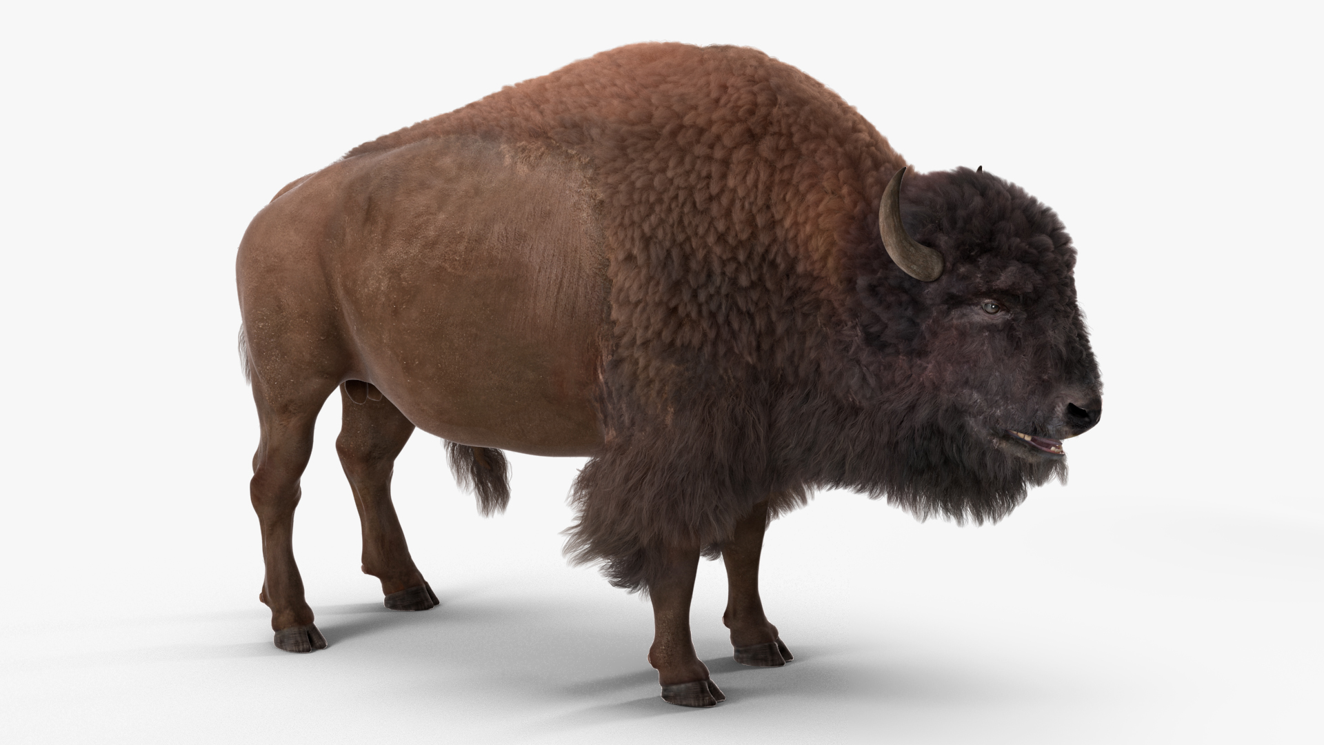 3D model American Bison with Fur Rigged