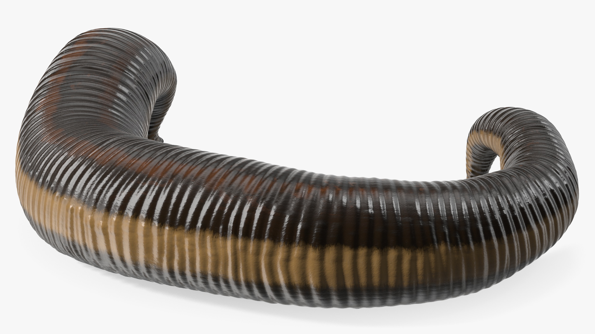 3D Sucking Medicinal Leech model