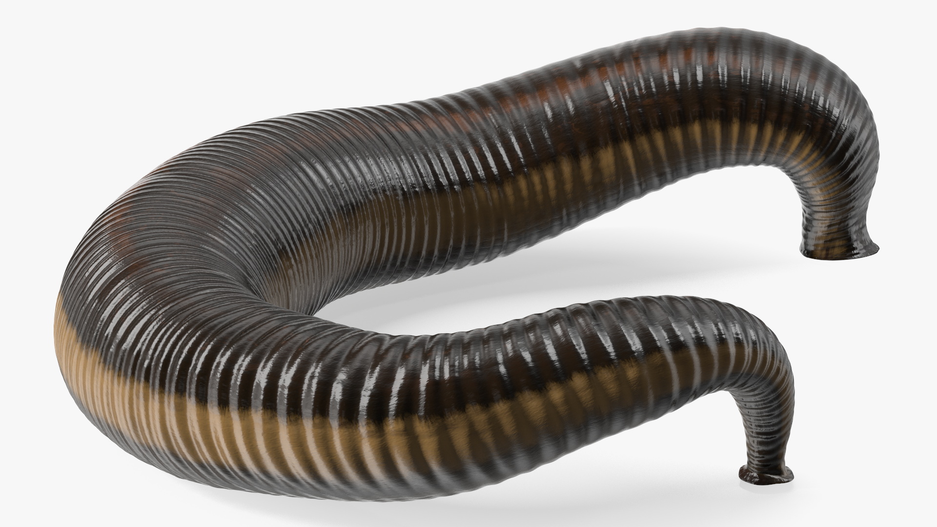 3D Sucking Medicinal Leech model