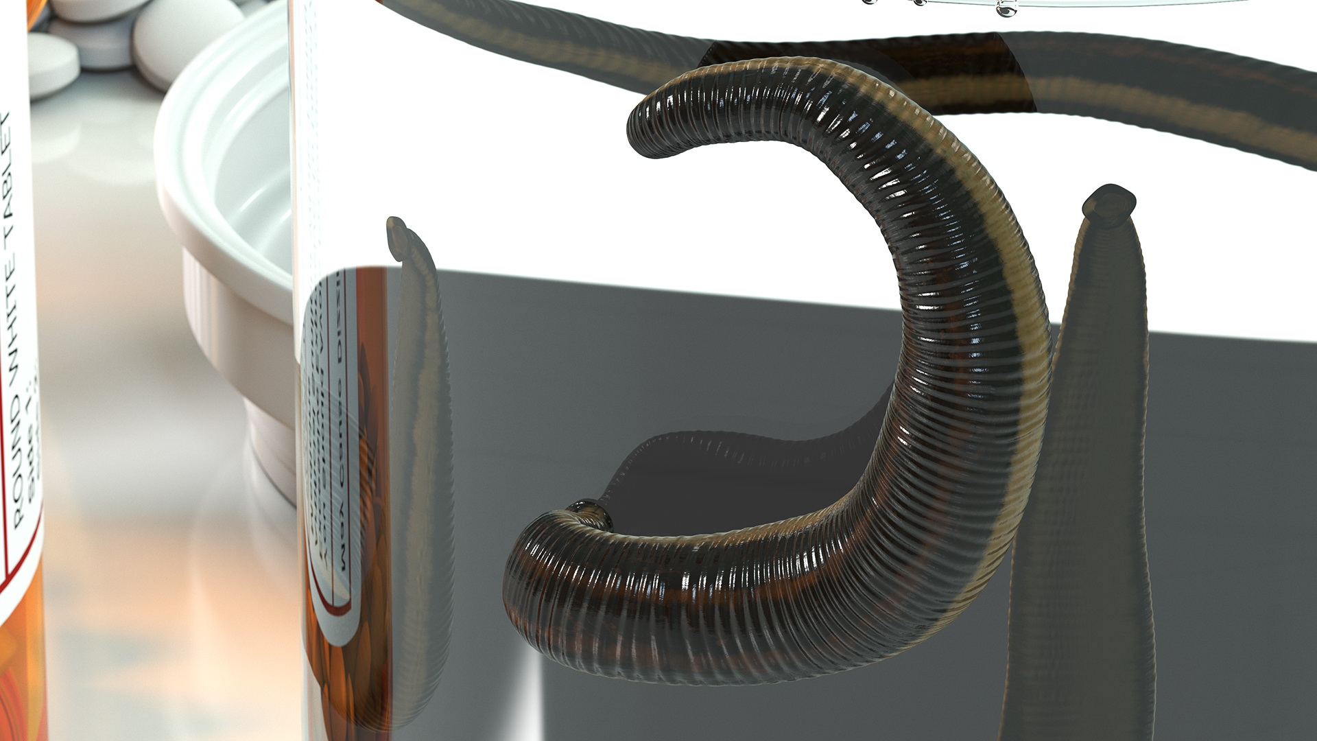 3D Sucking Medicinal Leech model