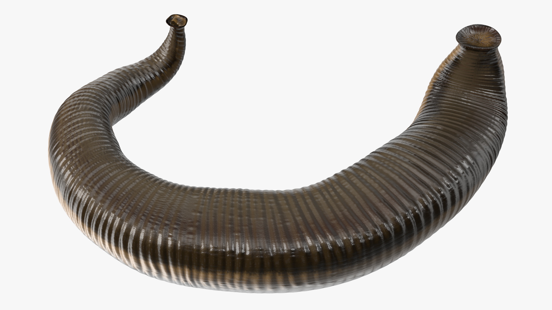 3D Sucking Medicinal Leech model