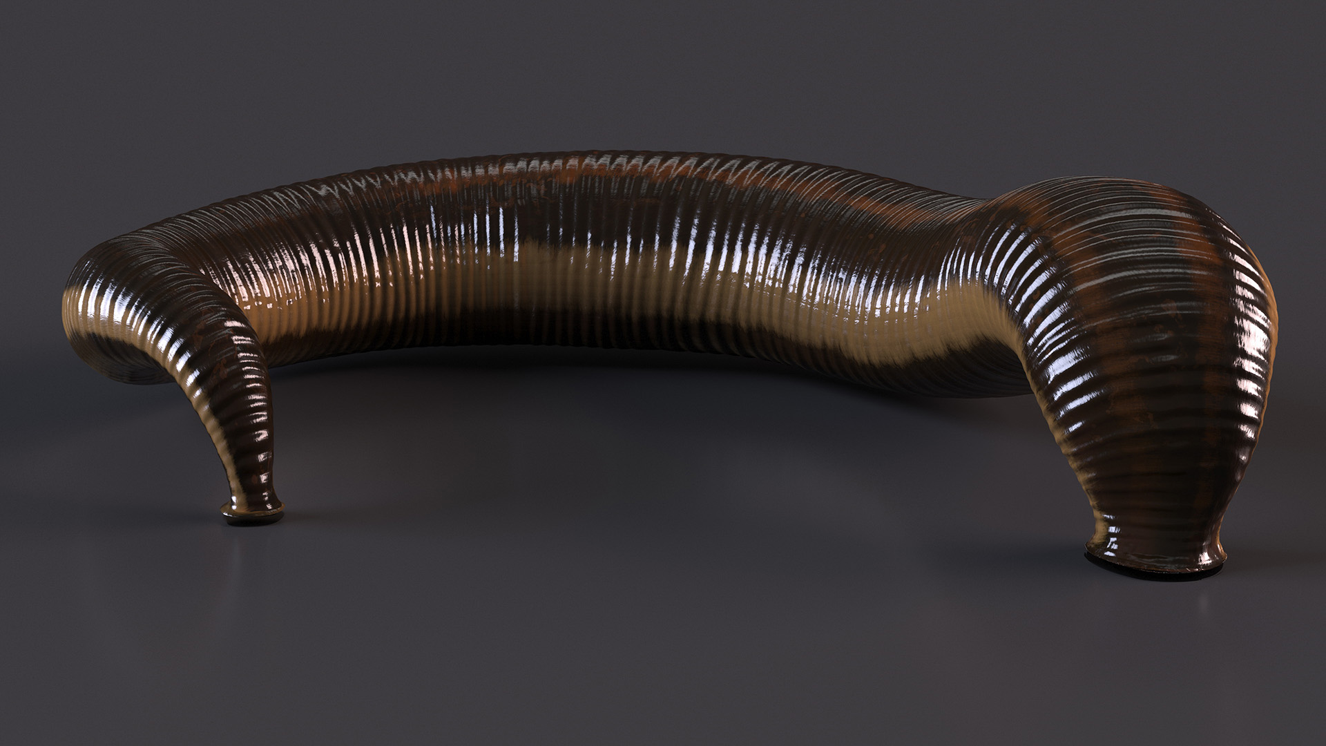 3D Sucking Medicinal Leech model