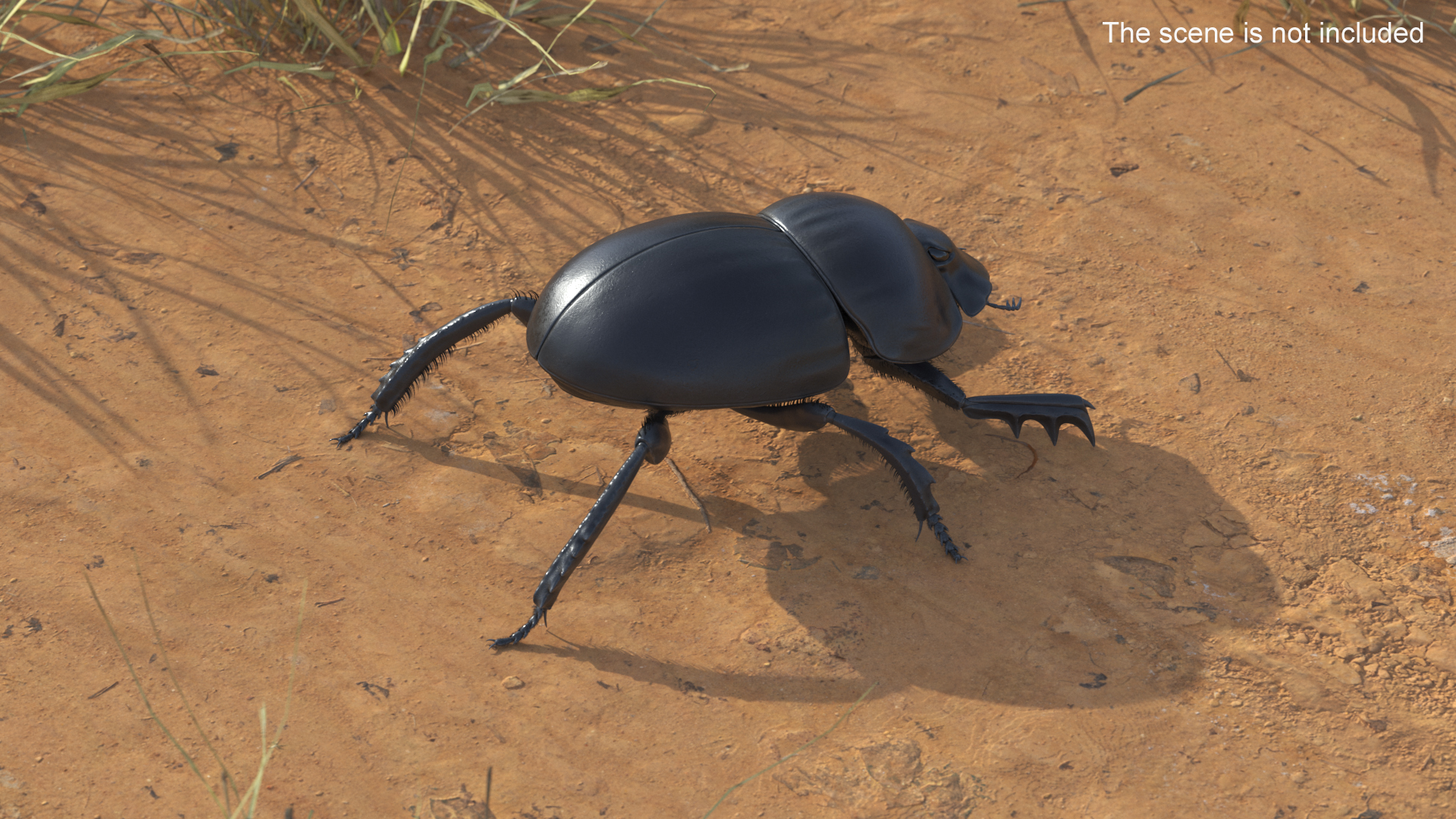 3D model Dung Roller Fur