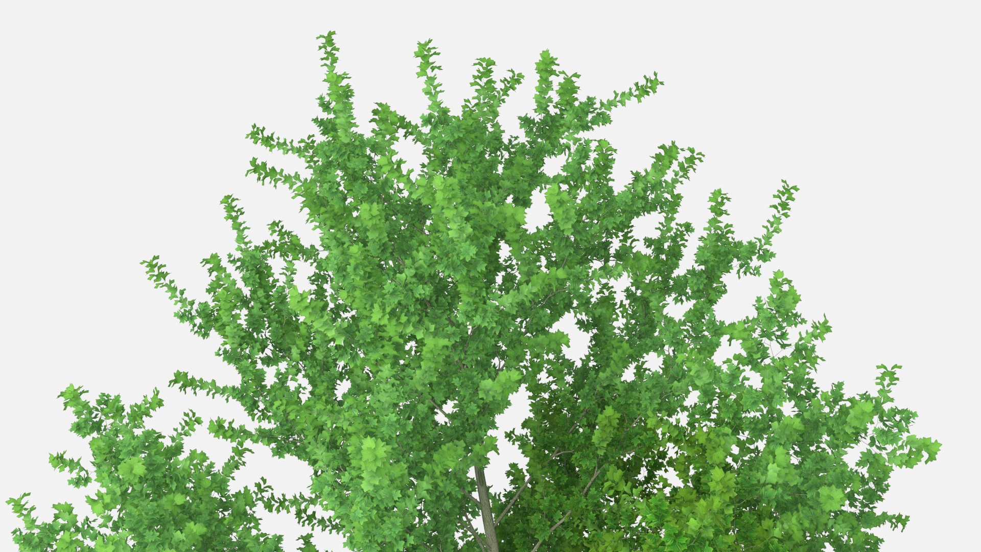 3D Realistic Poplar Tree