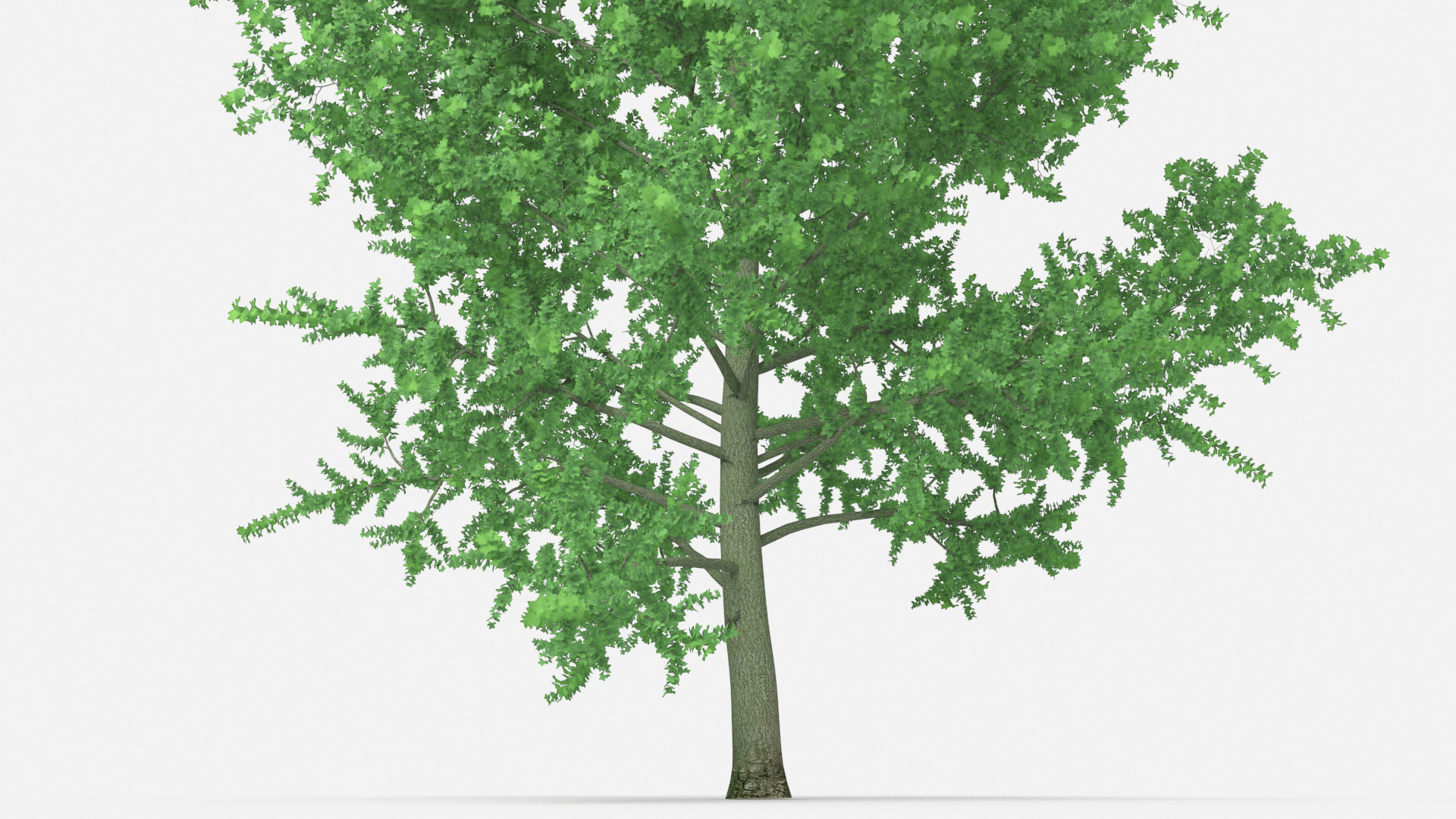 3D Realistic Poplar Tree