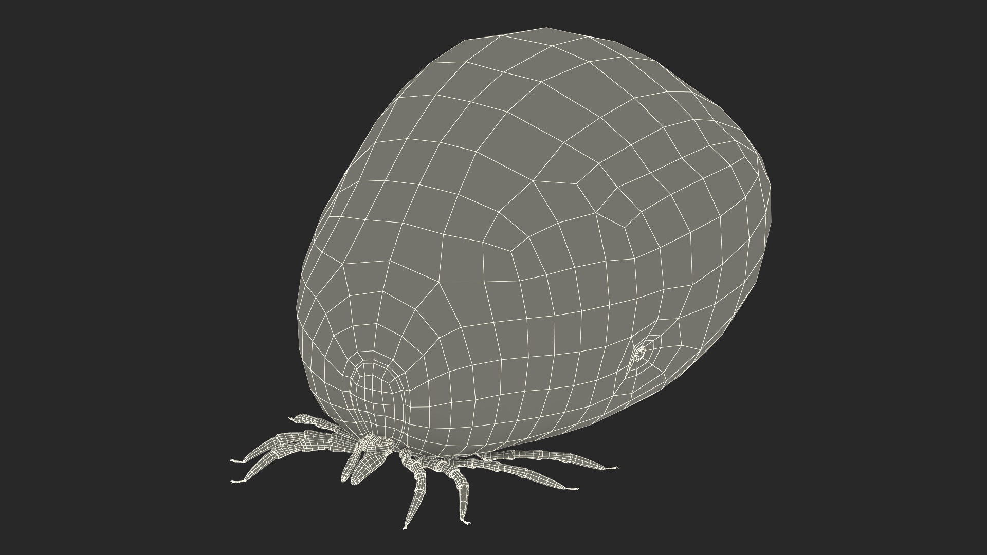 Blood Filled Tick 3D