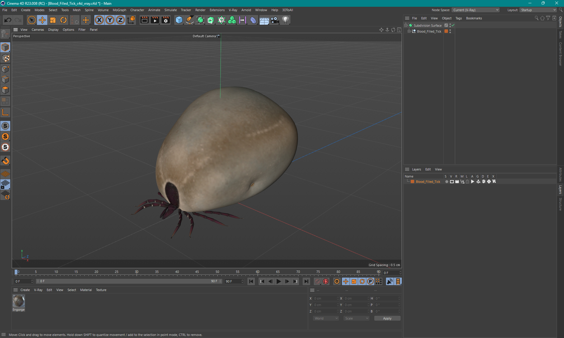 Blood Filled Tick 3D