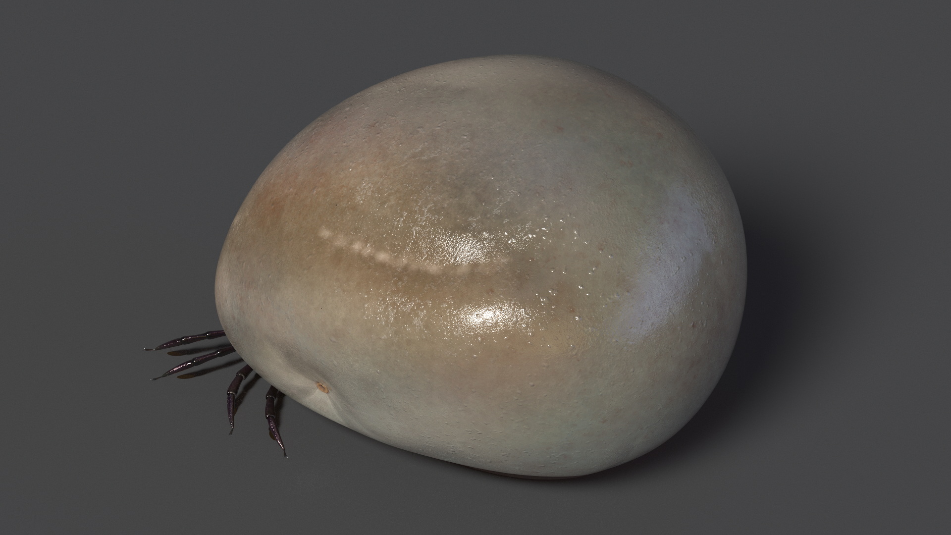 Blood Filled Tick 3D