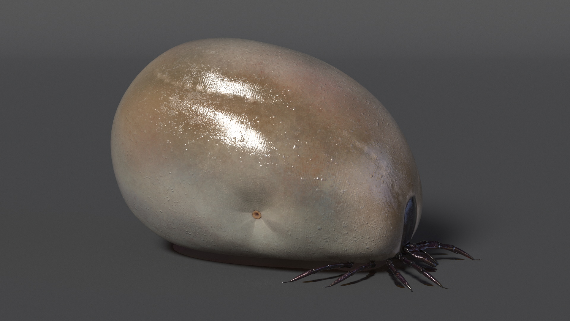 Blood Filled Tick 3D