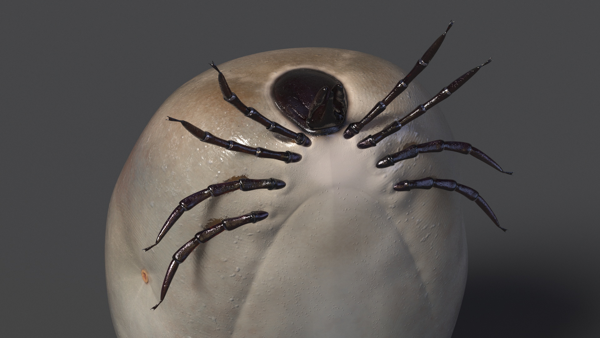 Blood Filled Tick 3D