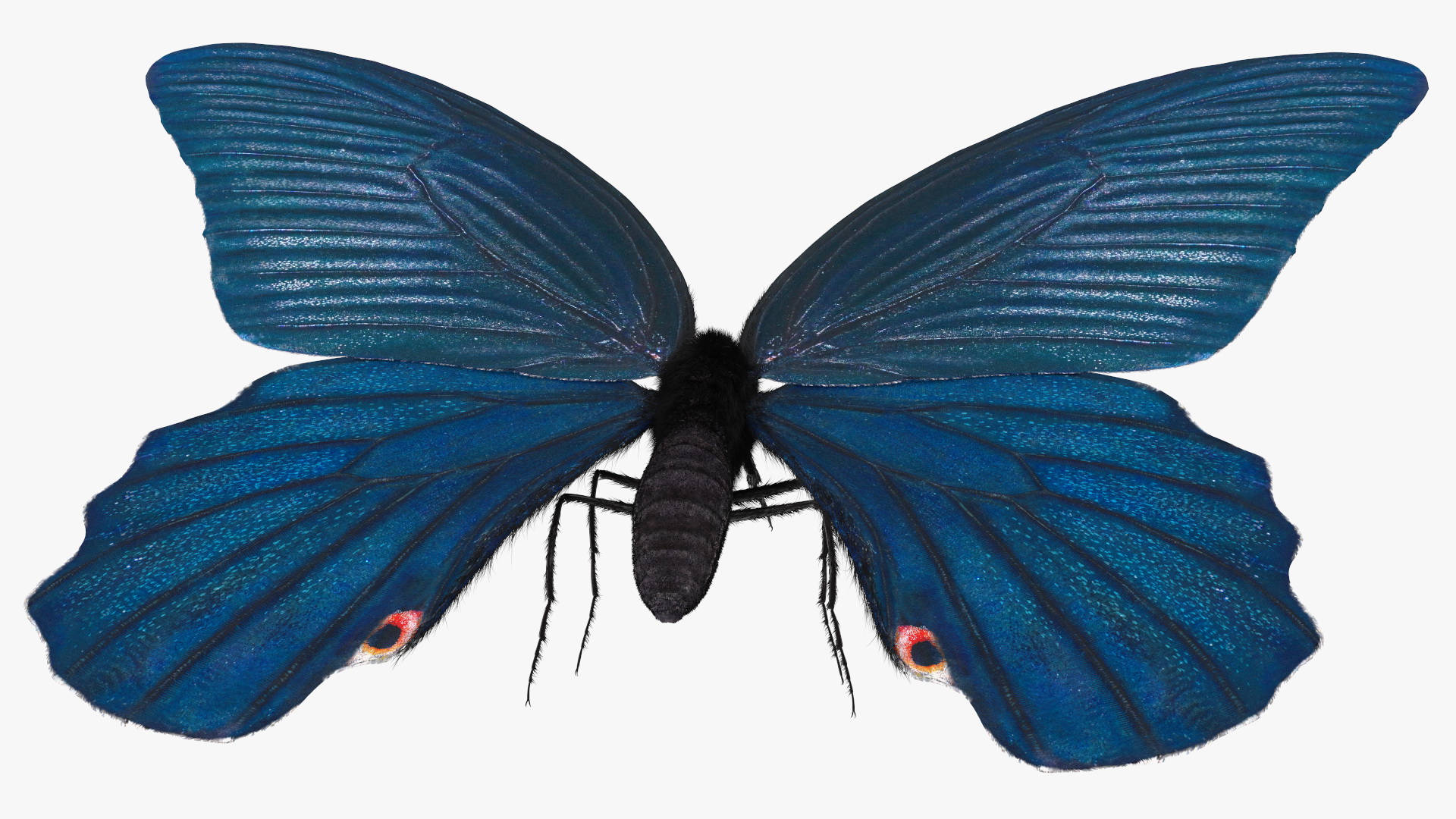 3D model Papilio Protenor Butterfly Male Fur