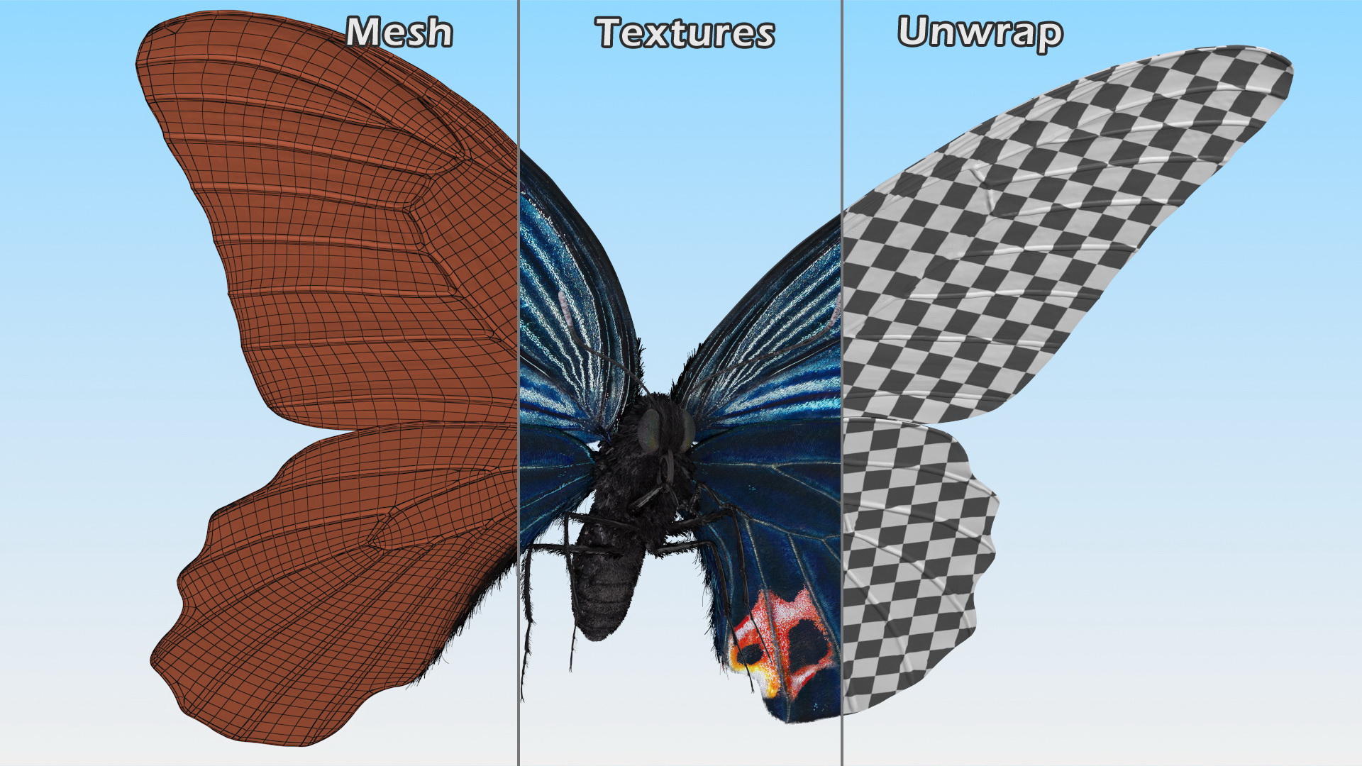 3D model Papilio Protenor Butterfly Male Fur