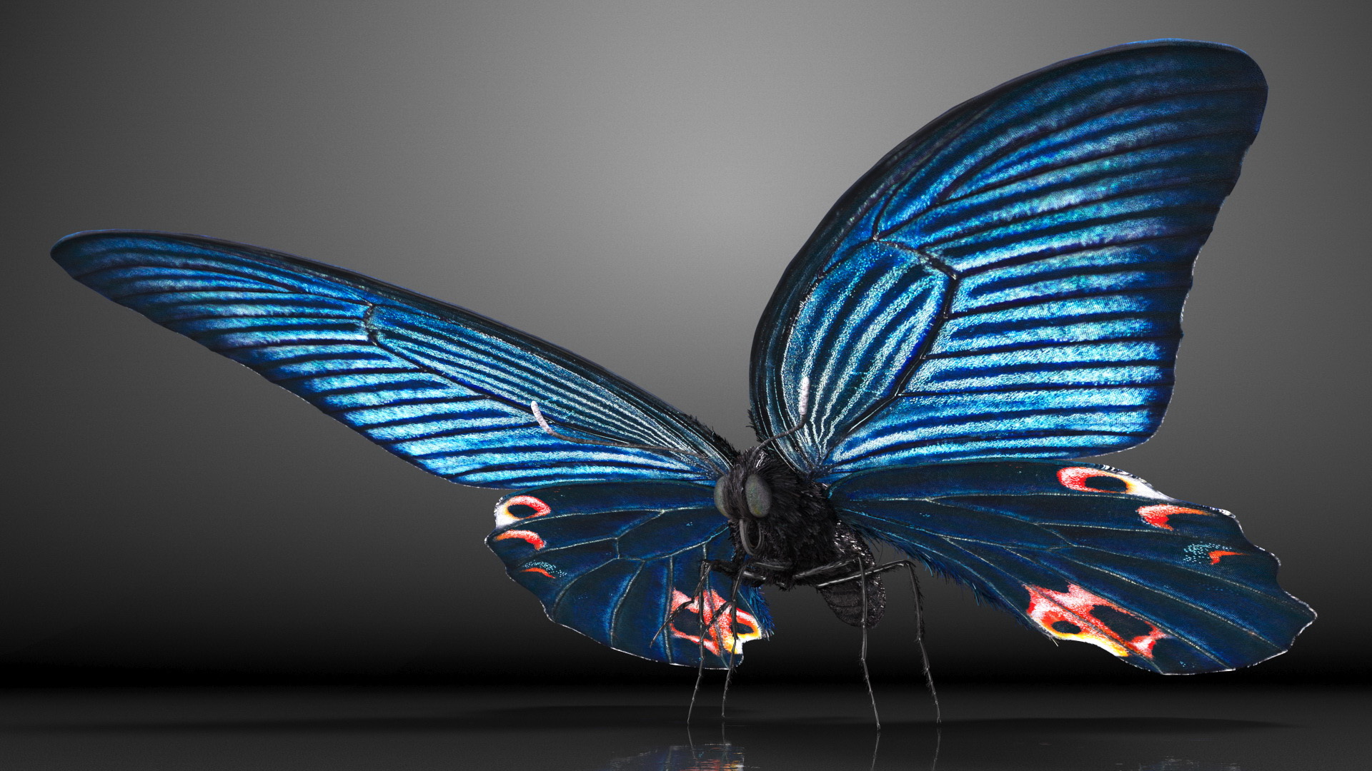 3D model Papilio Protenor Butterfly Male Fur